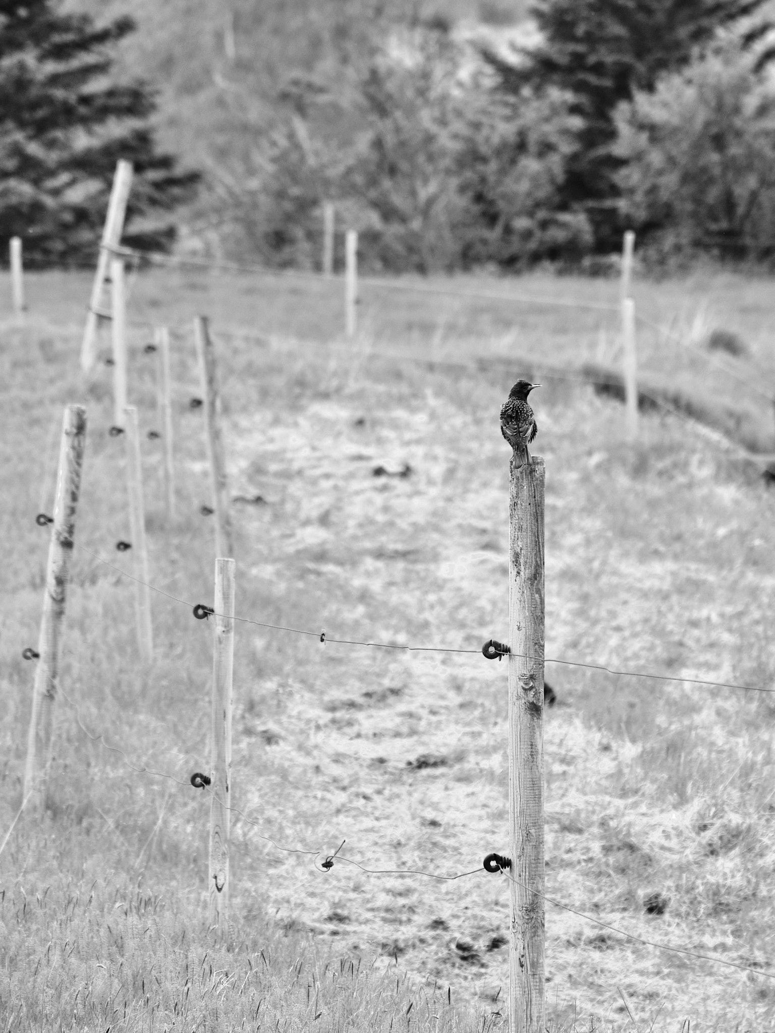 A black and white photo of a starling on a fence post.