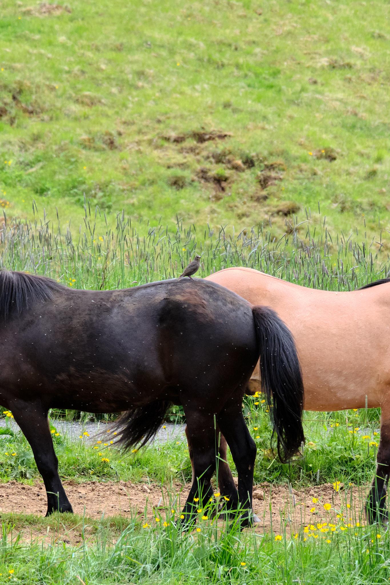 We see the rumps of two horses and a starling passenger