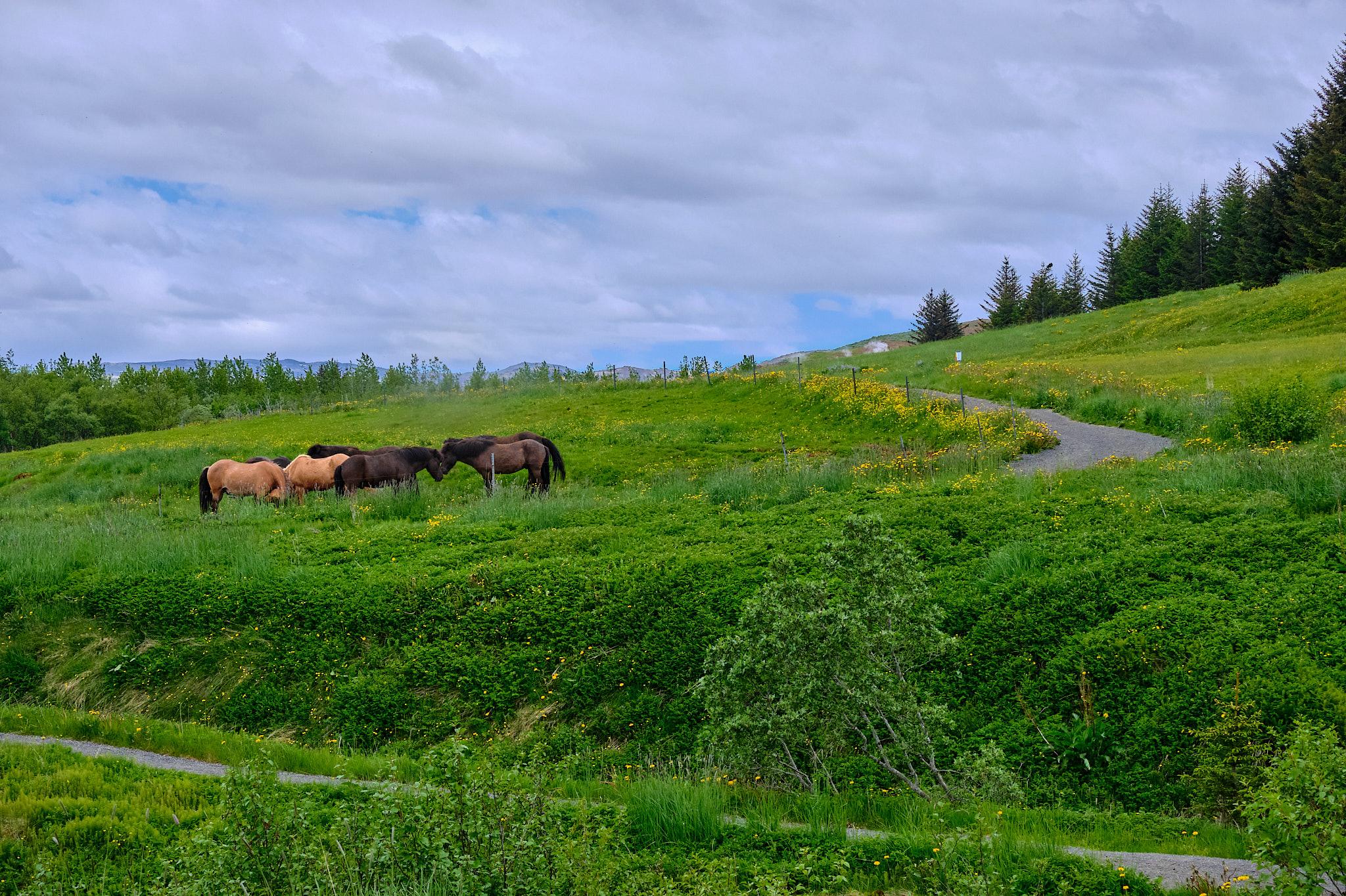 A small herd of horses in a field. Buttercup flowers dot the field and you can see trees in the distance.