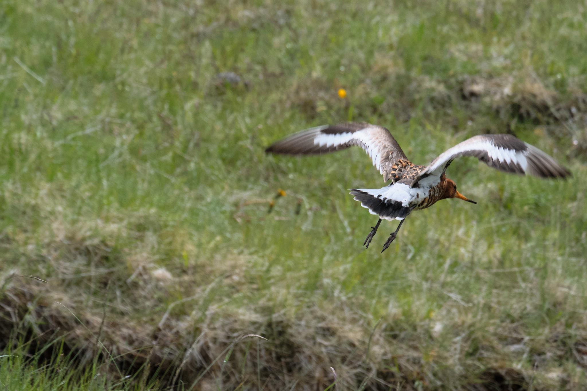 Now bored, this godwit is flying away
