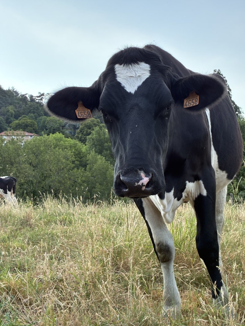 A black and white cow