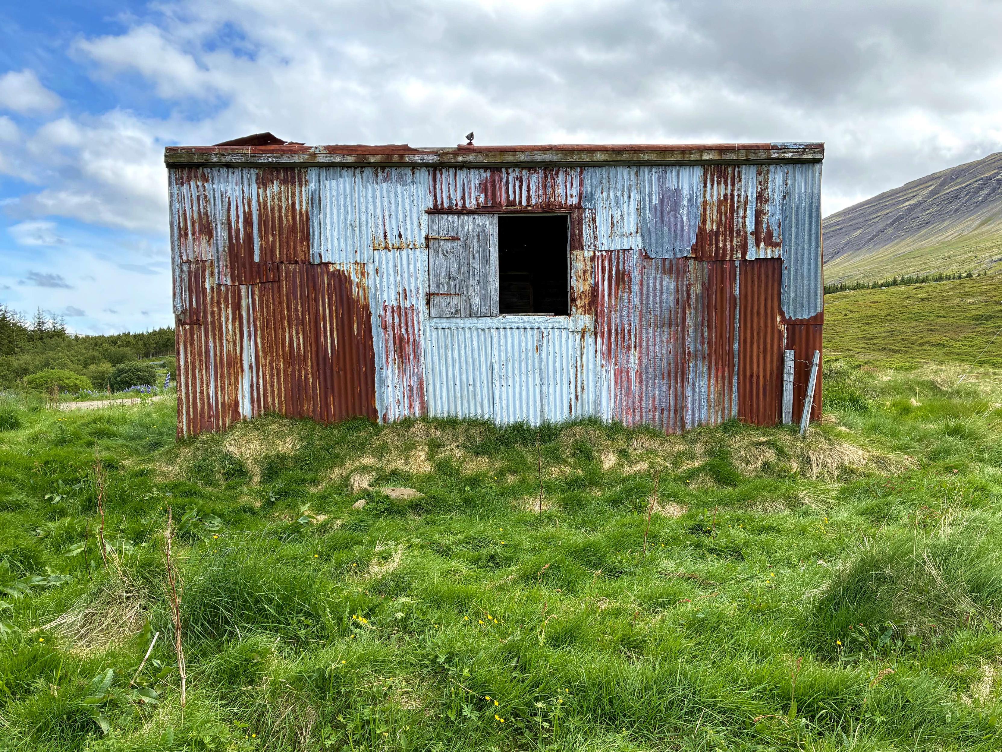 A rusty shed with a small window surrounded by grass.