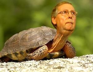 McConnell in his turtle form