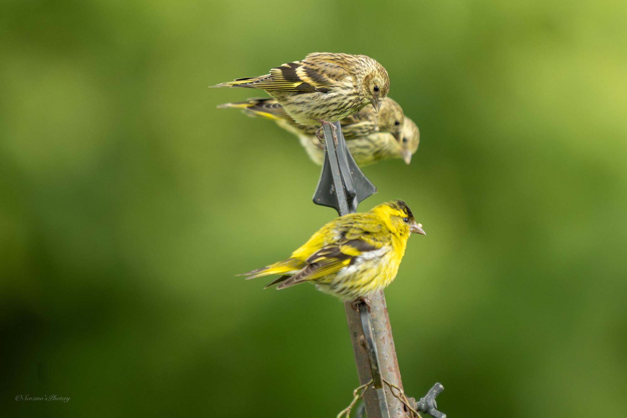 A group of mostly green coloured birds on the top of a feeder pole