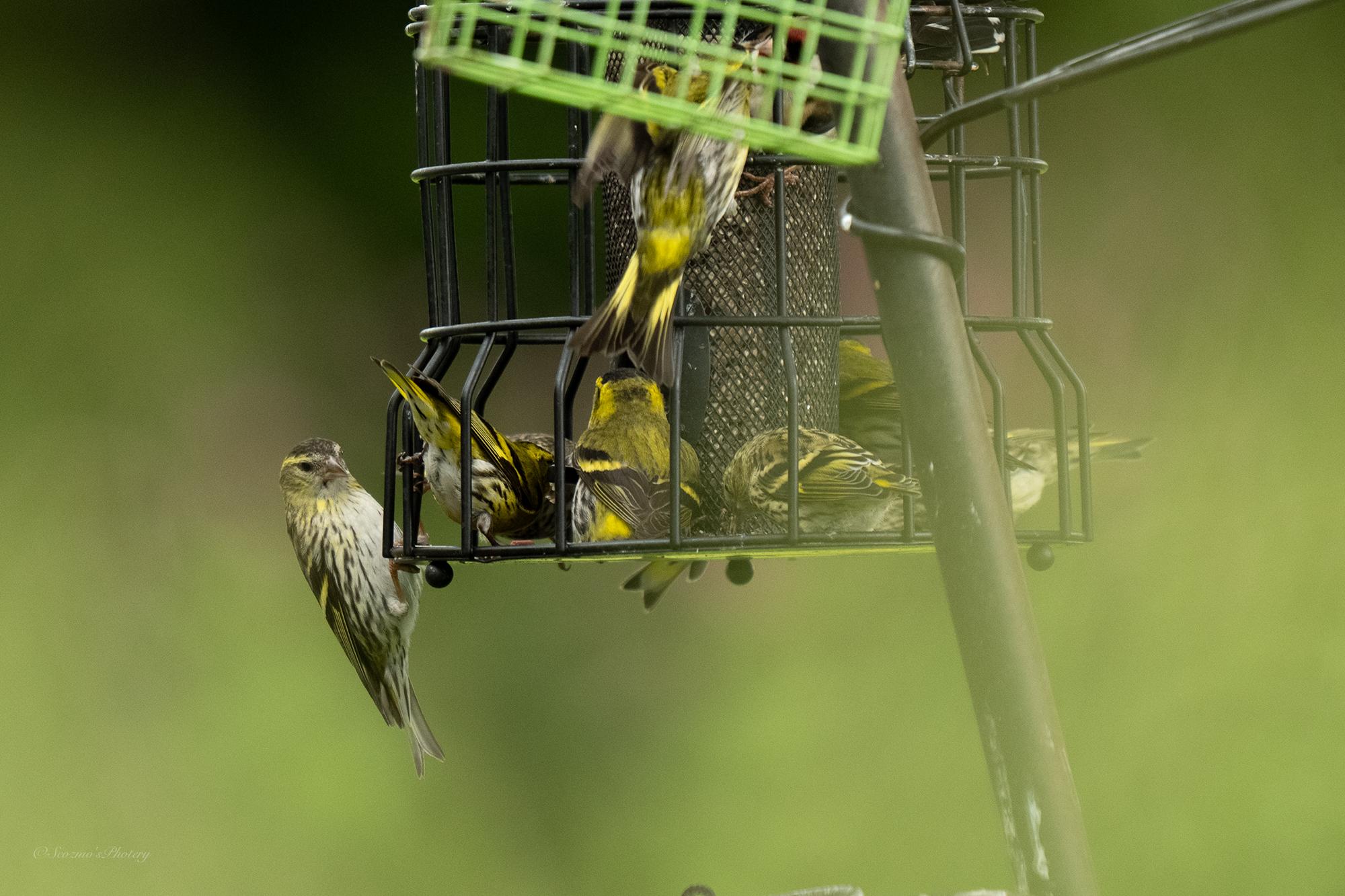 A crowd of mostly green coloured birds crammed into a caged feeder
