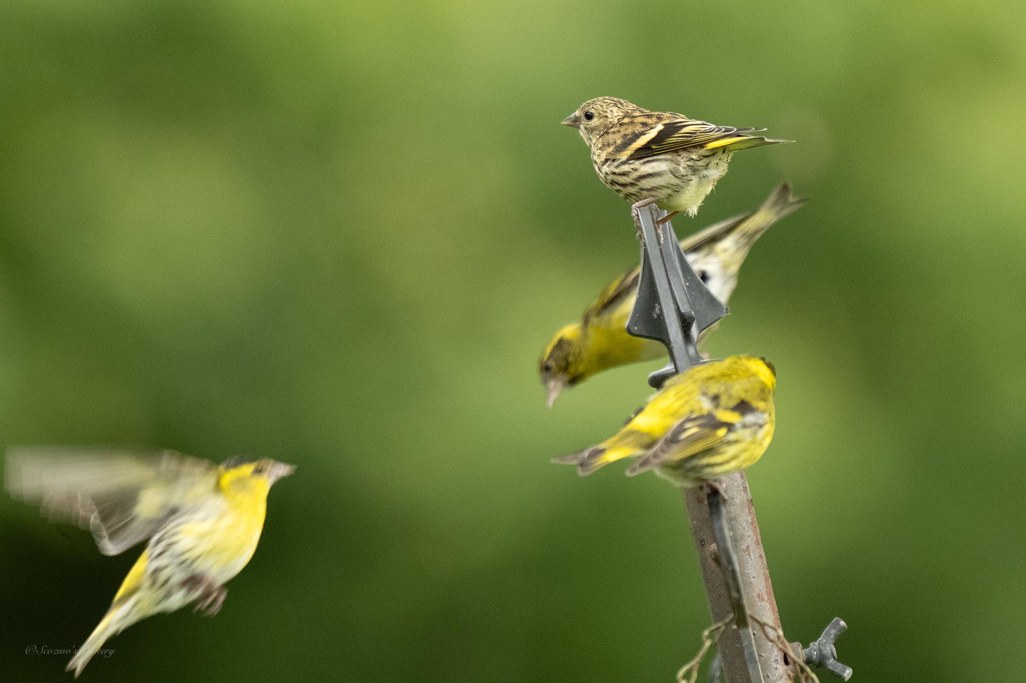 A group of mostly green coloured birds on the top of a feeder pole as another flies towards them