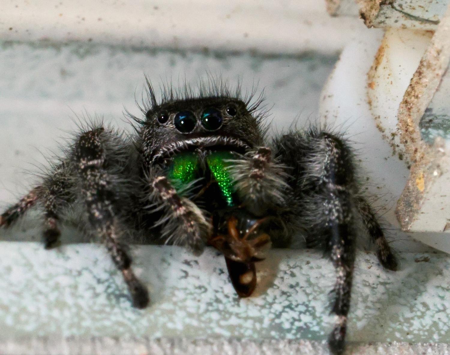 Phidippus audax