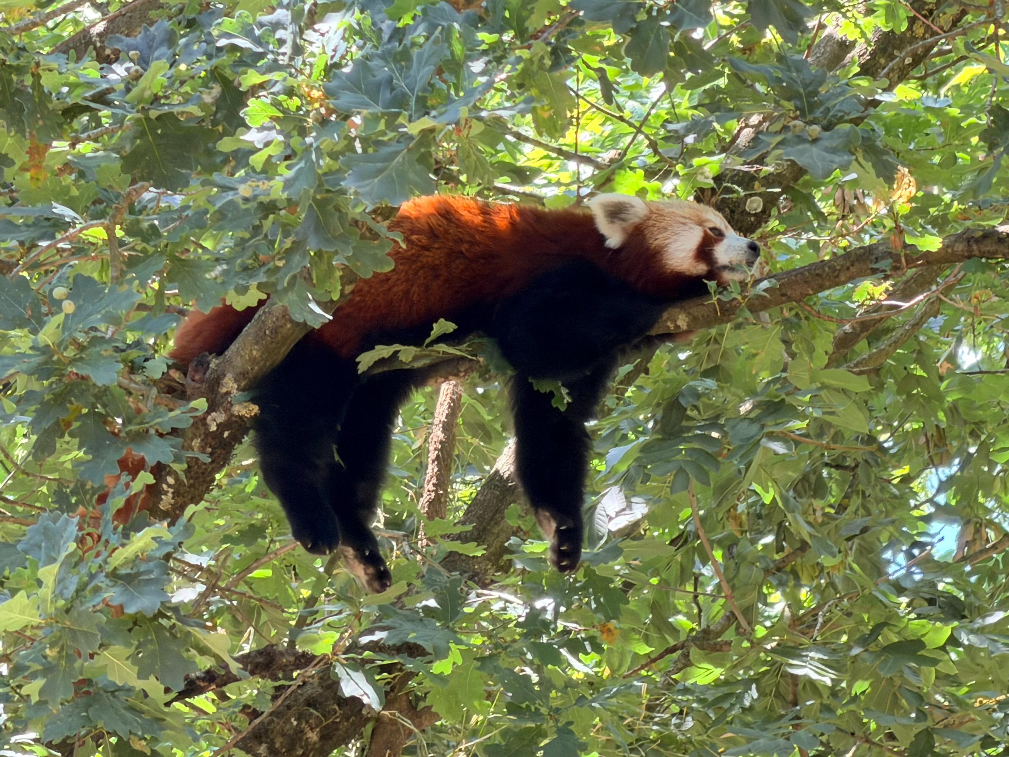 A Firefox (animal) on a tree