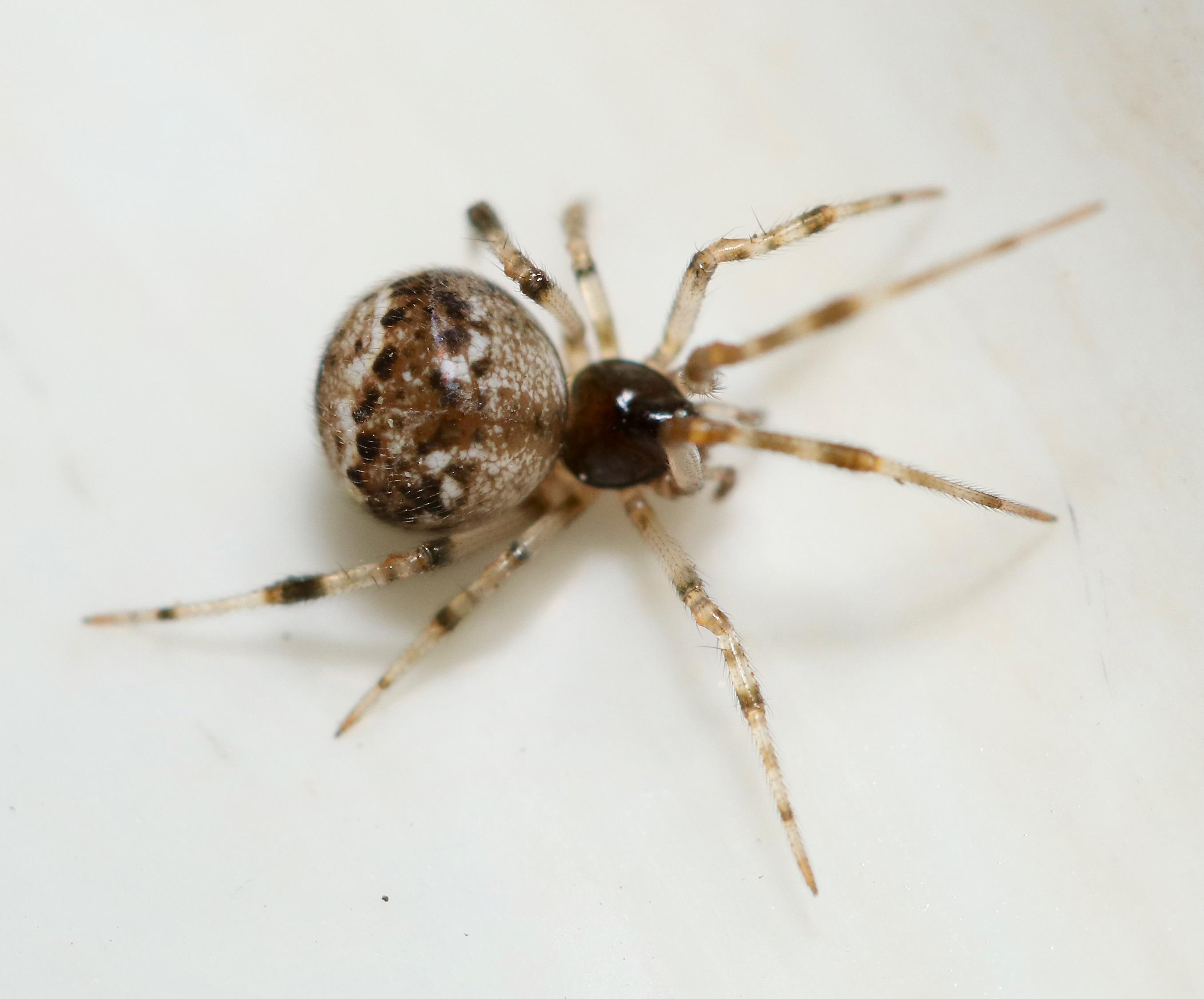 spider