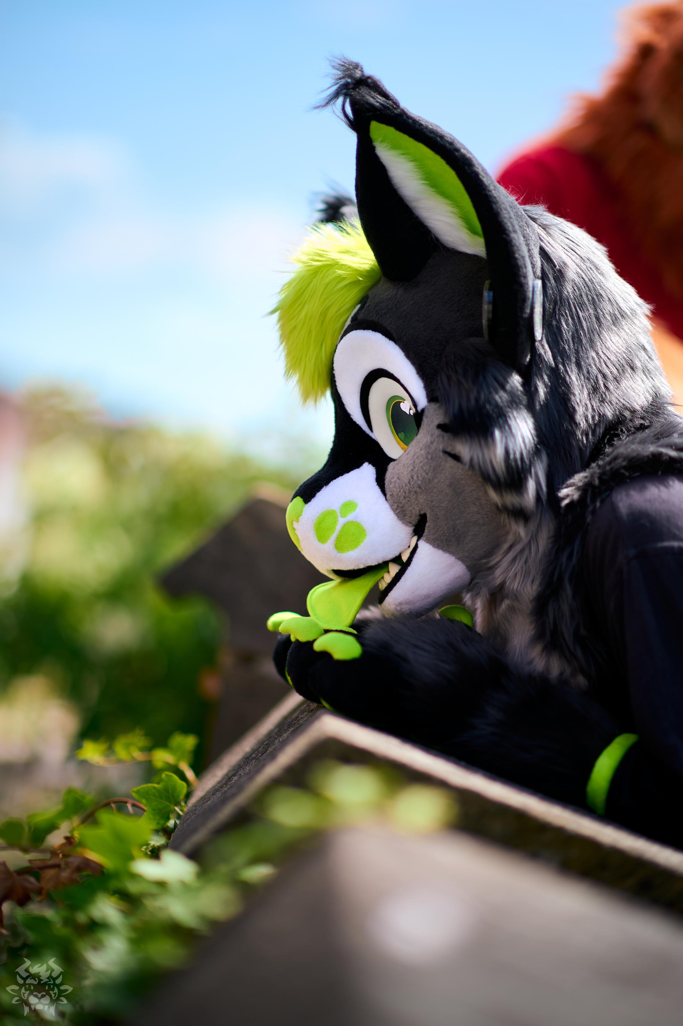 A photo of a green-accented lynx fursuiter at the Tübingen fursuit walk from last May. (I unfortunately don't know who this is)
