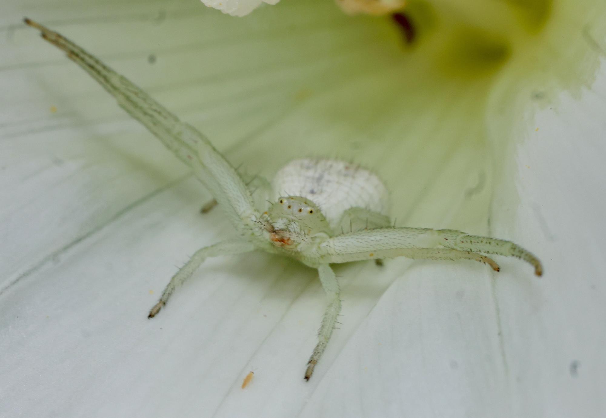goldenrod crab spider