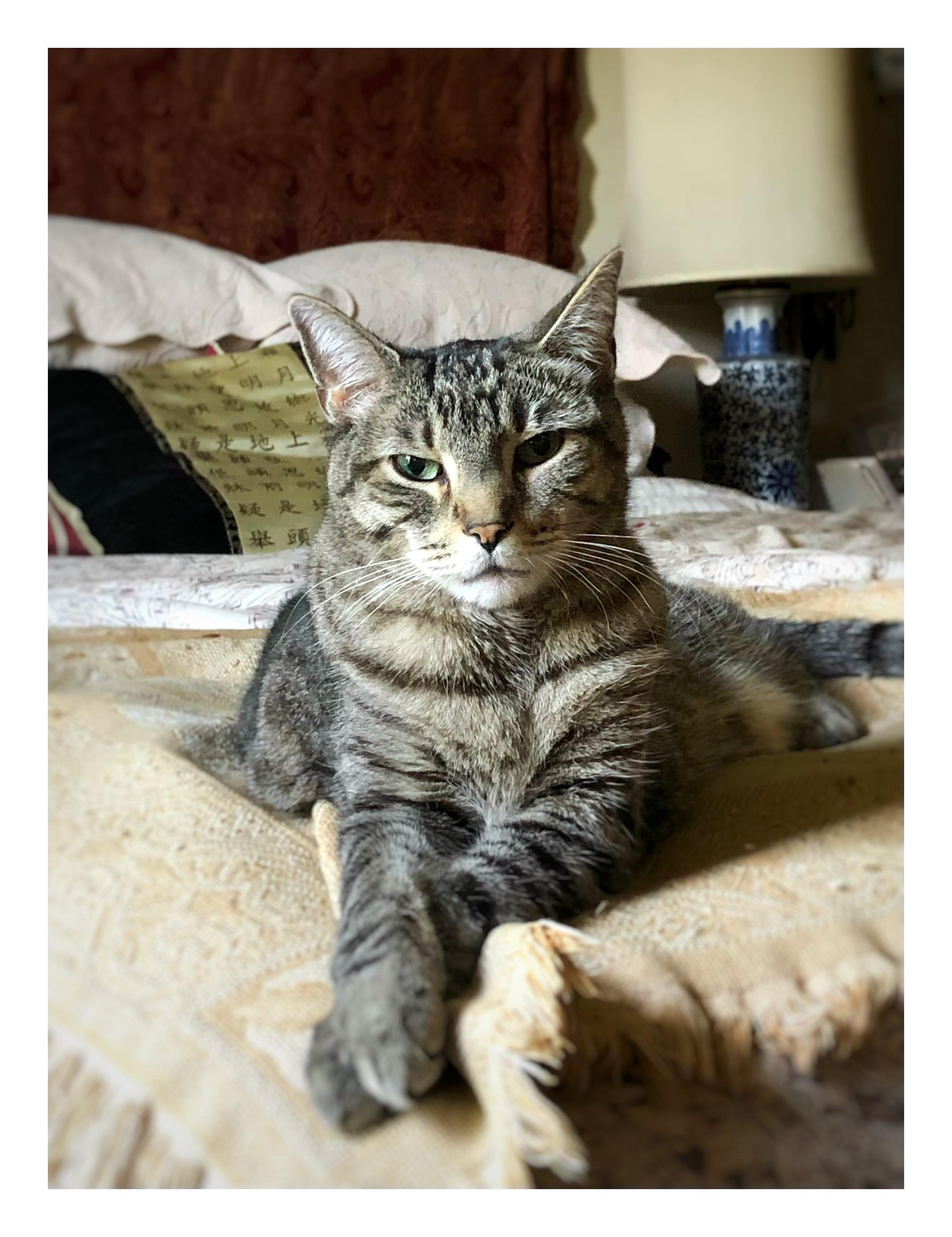 A photo of Max the striped gray tabby (dearly missed) reclining on a bed and directly facing the camera with his forepaws crossed one over the other, a very regal pose. His eyes are half-closed and he looks like the epitome of cool. In the background are some pillows, including a black-and-gold one with Chinese characters, and a bedside lamp with blue ornamentation on its base.