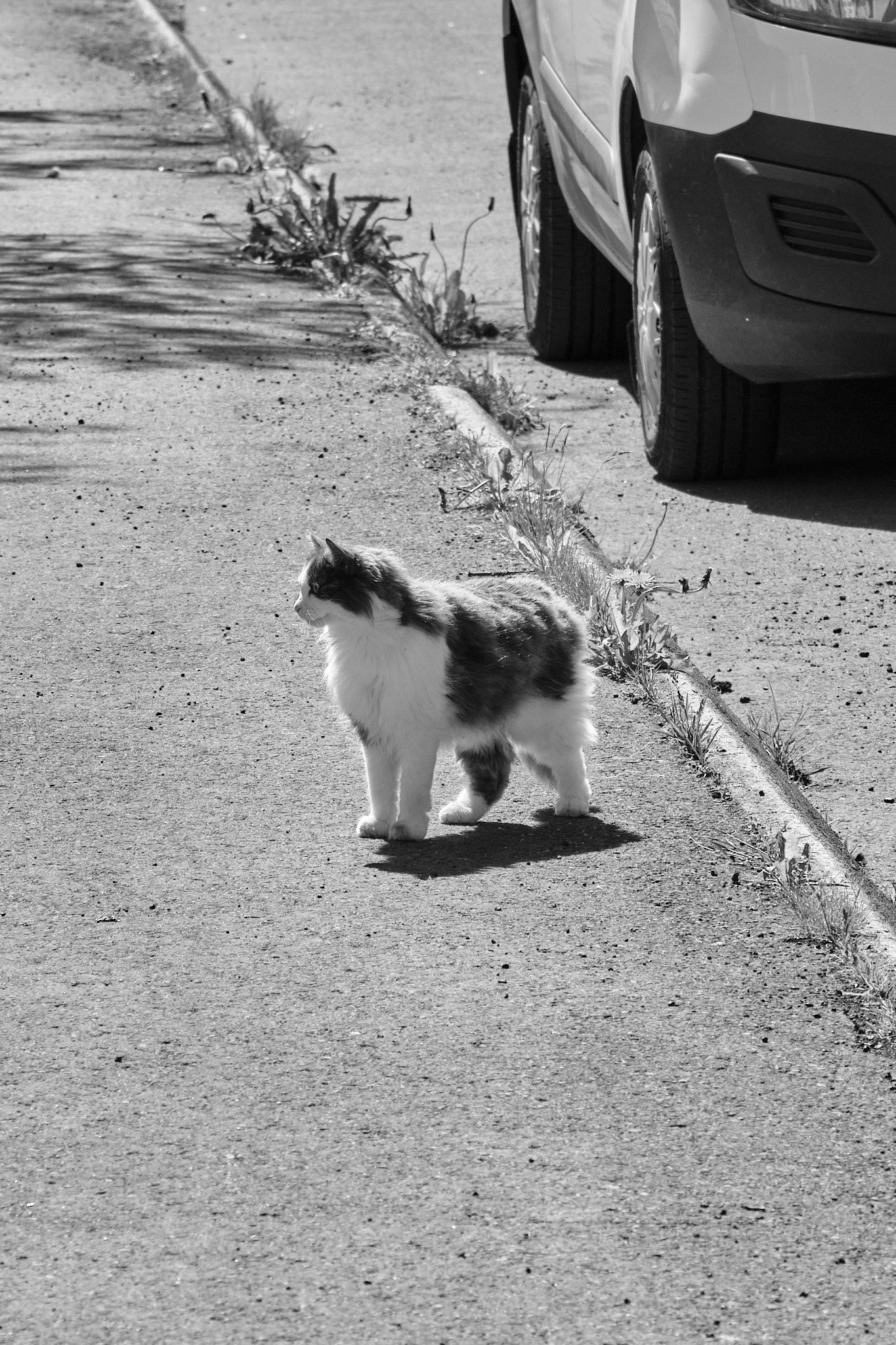 A black and white photo of a grey and white cat standing on the pavement and looking to the side