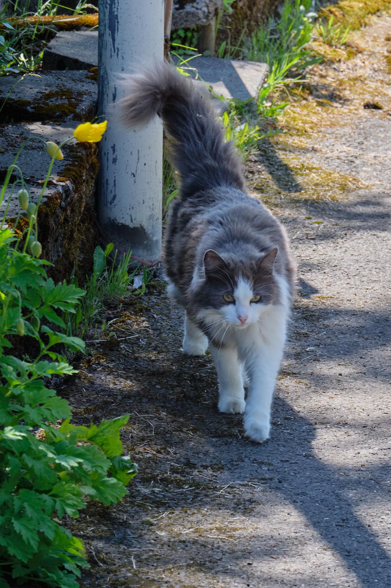 Grása, a long-haired grey and white cat, walks past some wild flowers growing next to the pavement.