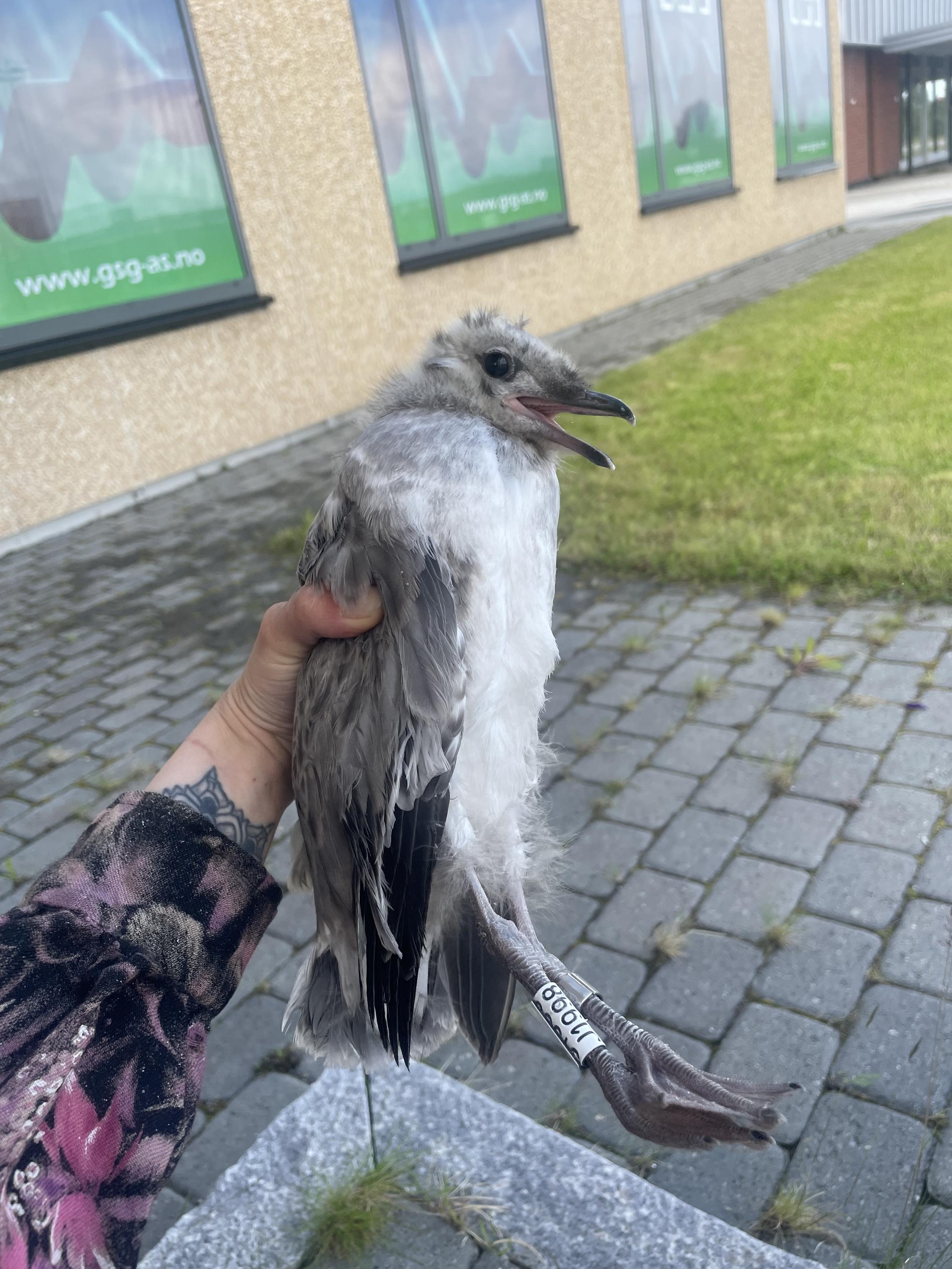 Common gull chick in my hands, with a metal ring on the left leg and a white plastic ring with code J1998 on the right one.