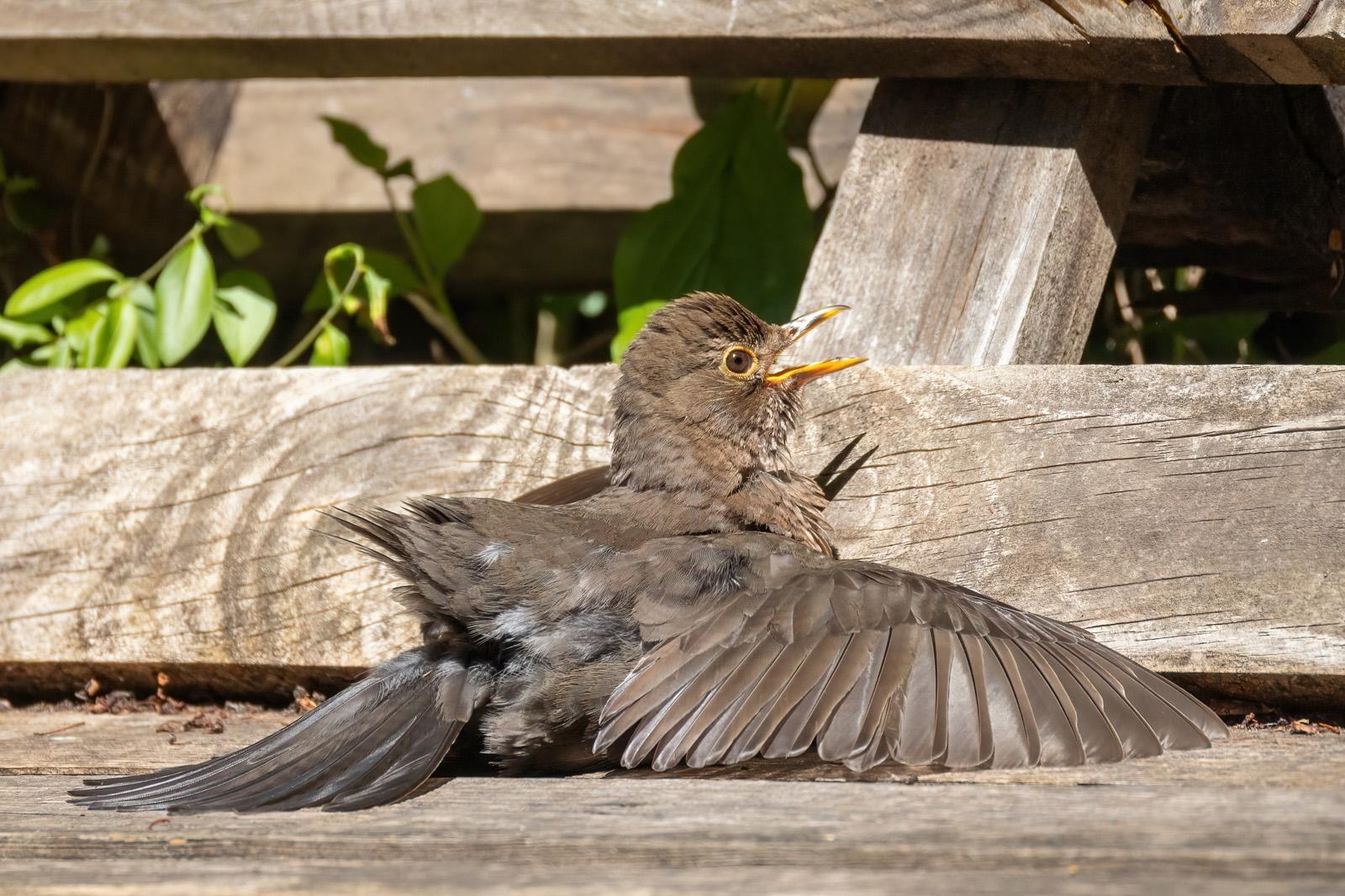 Eine juvenile Amsel auf einer Holzpalettenbank mit von sich gestreckten Flügeln.