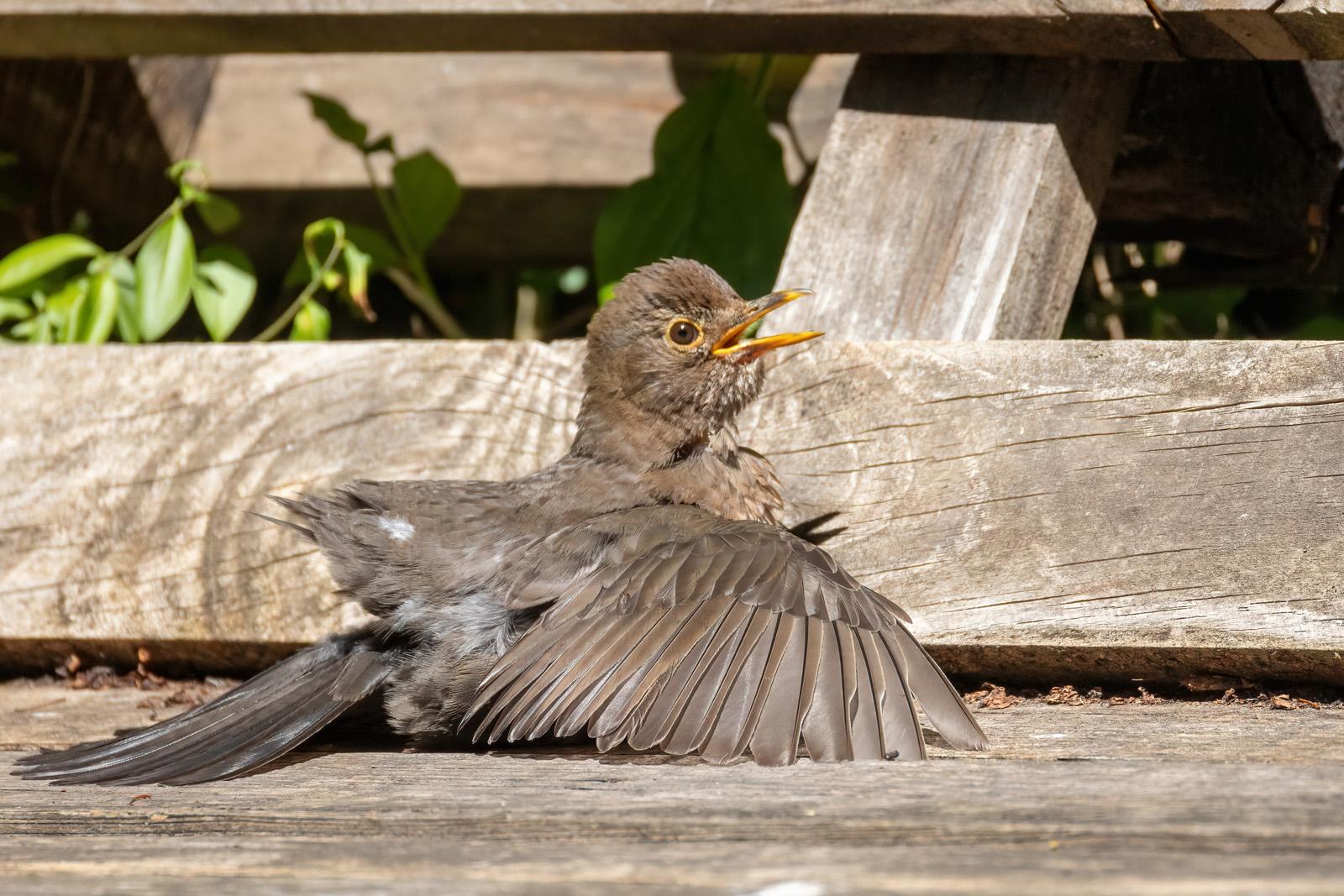 Eine juvenile Amsel auf einer Holzpalettenbank mit von sich gestreckten Flügeln.