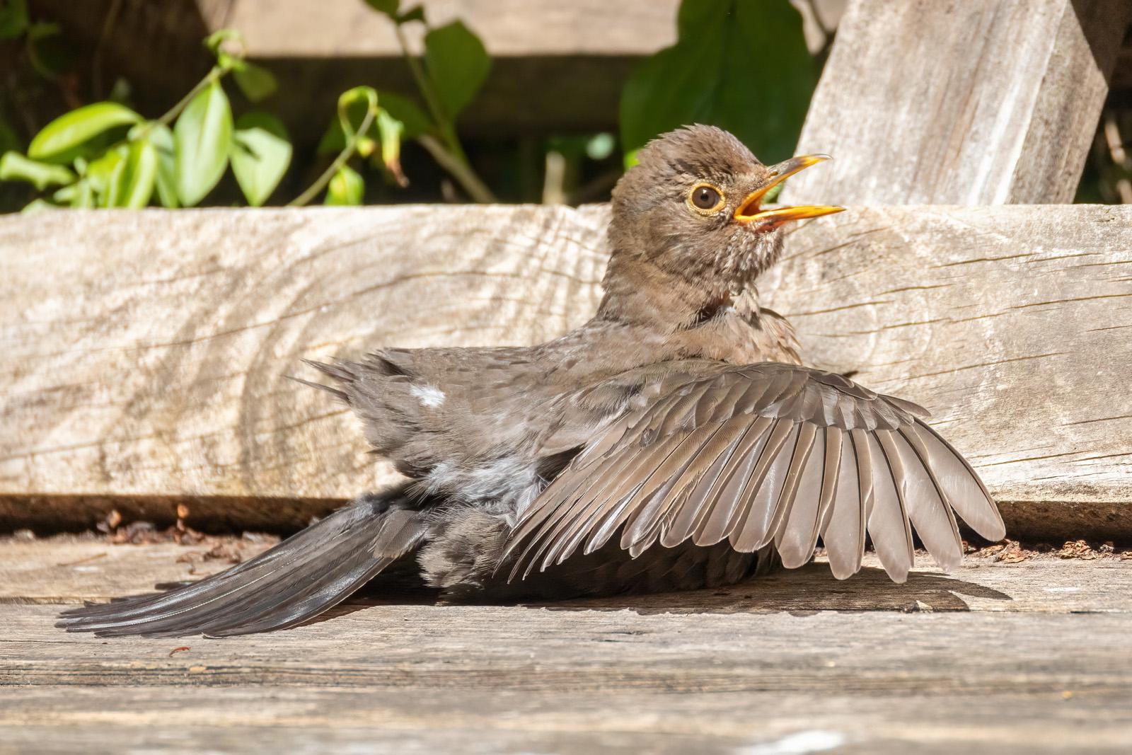 Eine juvenile Amsel auf einer Holzpalettenbank mit von sich gestreckten Flügeln.