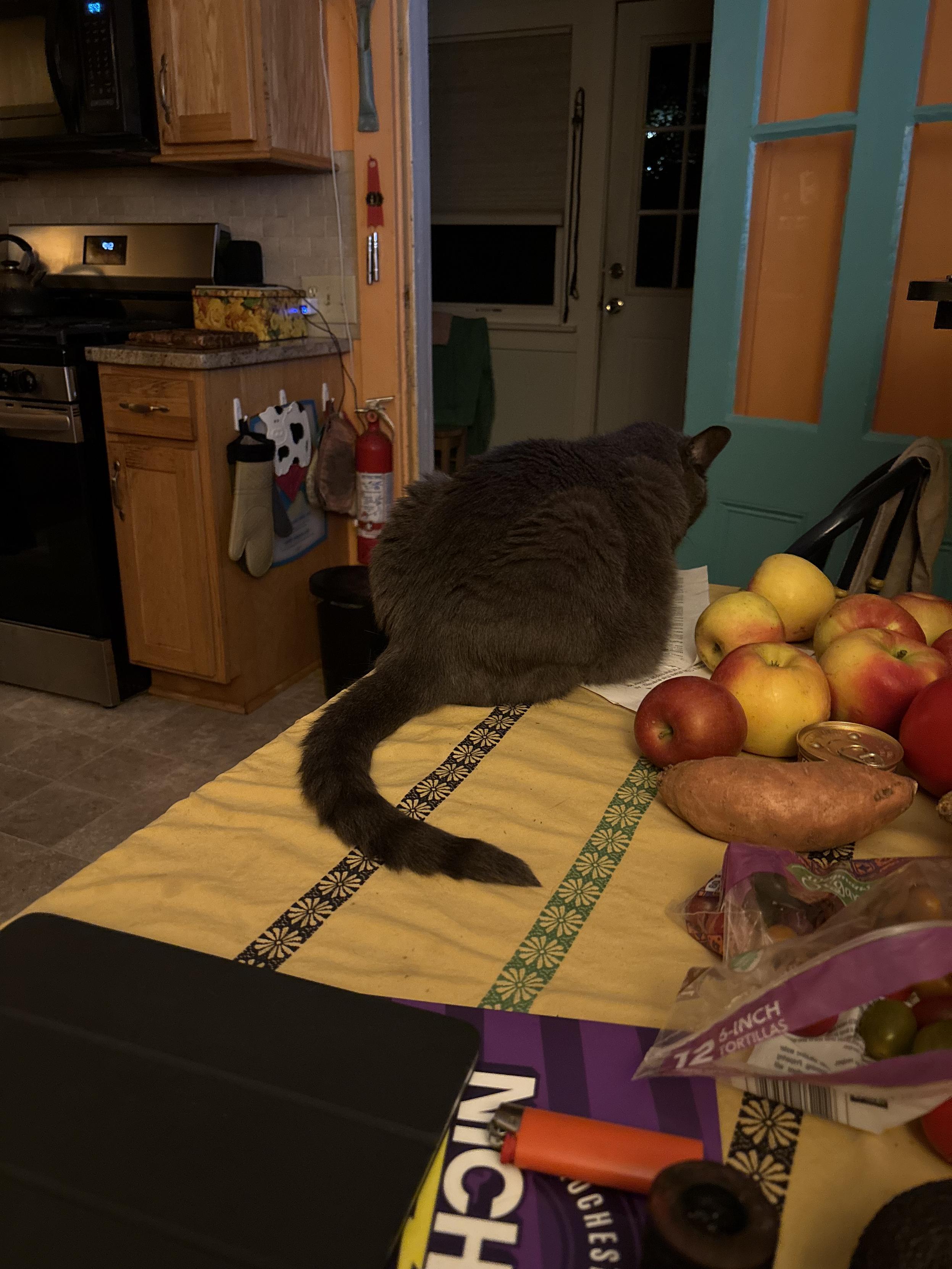 cat sitting on a table, butt to the camera and determinedly looking elsewhere