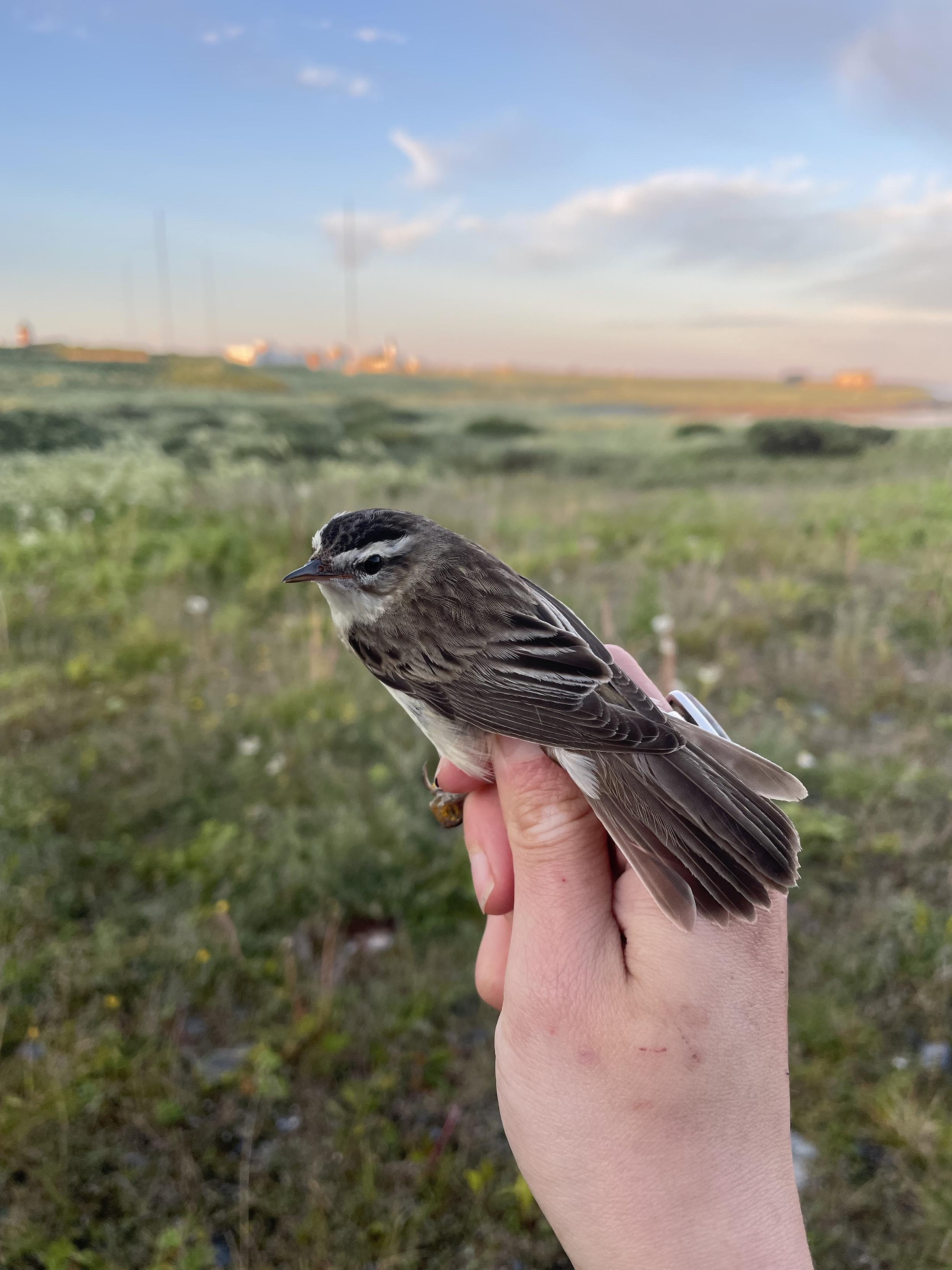 My hand holding a sedge warbler, with bushes and long grass in the background. The sedge warbler is a small bird, with a beige/light underside, brown lightly striped back, dark rounded wing feathers with a light outline, and a dark head with a white stripe above the eyes and a lighter patch under the eyes.