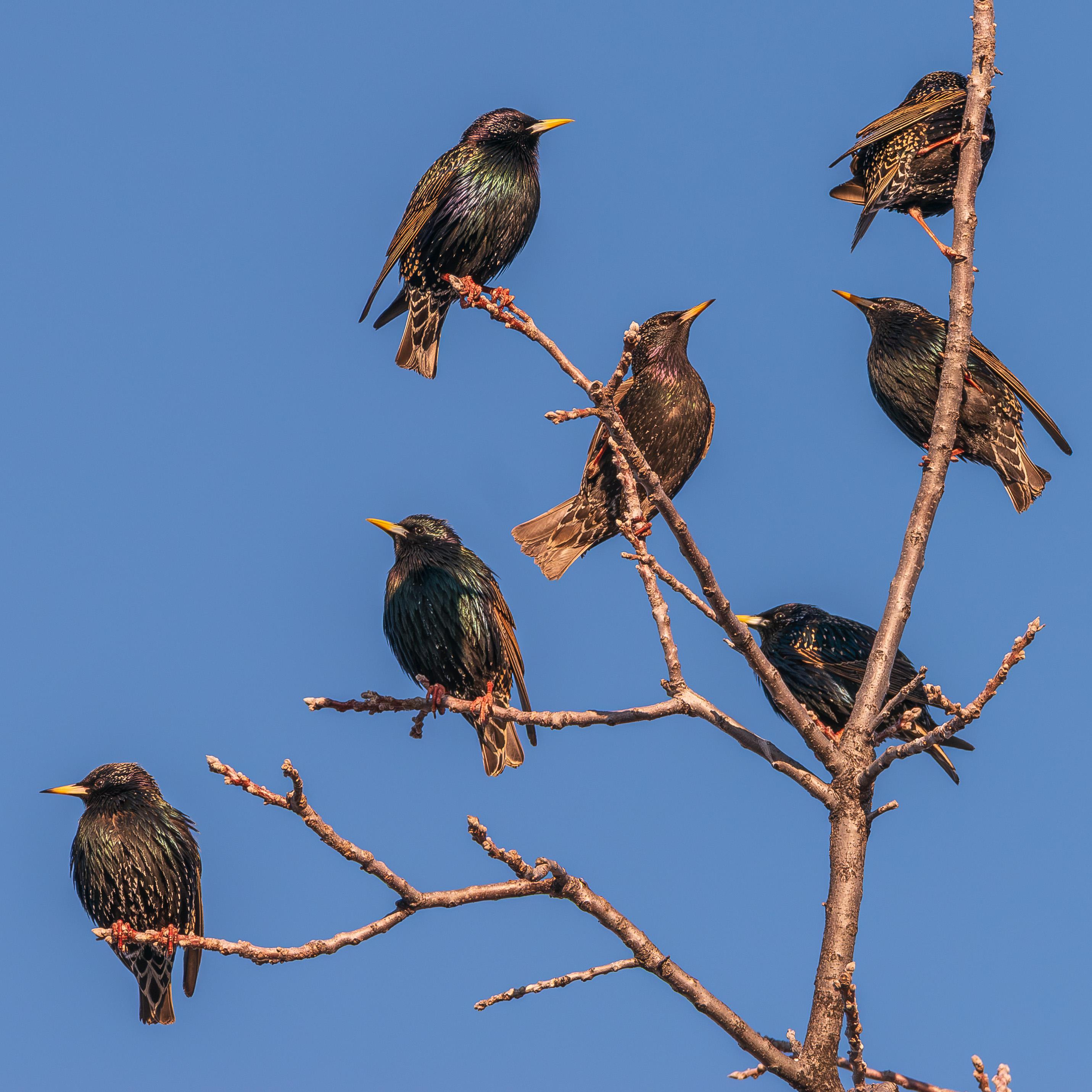 Photograph of seven European starlings perched on slender branches extending from a larger branch. The branches are in the right frame and extend up and to the left with each starling occupying its own branch and each starling roughly equidistant from its neighbors.  Four starlings are facing left, two are facing right, and one is facing away from the camera. European starlings have black breast feathers that flash iridescent green and purple in the right light, dark wings with brown edging, dark eyes, sharp yellow beaks, and brown legs and feet. Starlings also have pointed feathers on the breast and head that can be raised and lowered creating a spiky appearance with each feather giving the impression of a porcupine's quill.