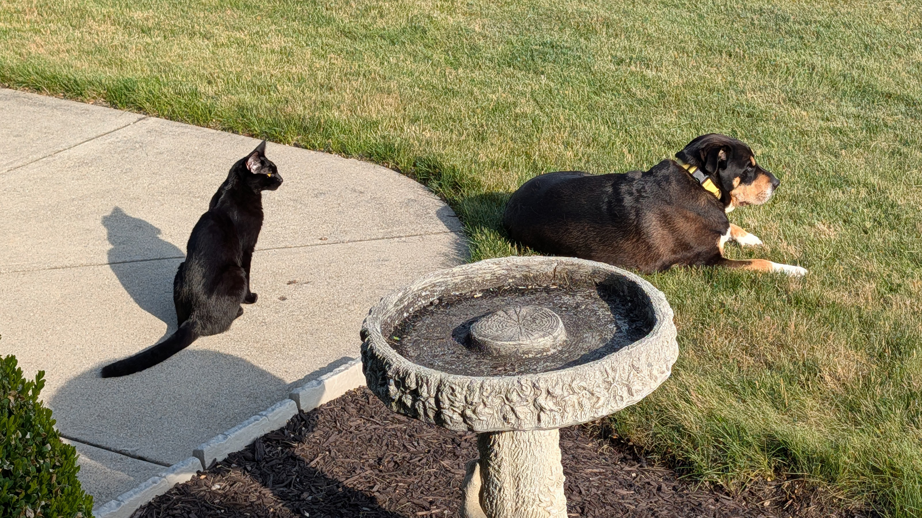 Charlie the dog is sitting in the grass while Saja the black kitten is sitting on the concrete a few feet from her, scanning the perimeter.