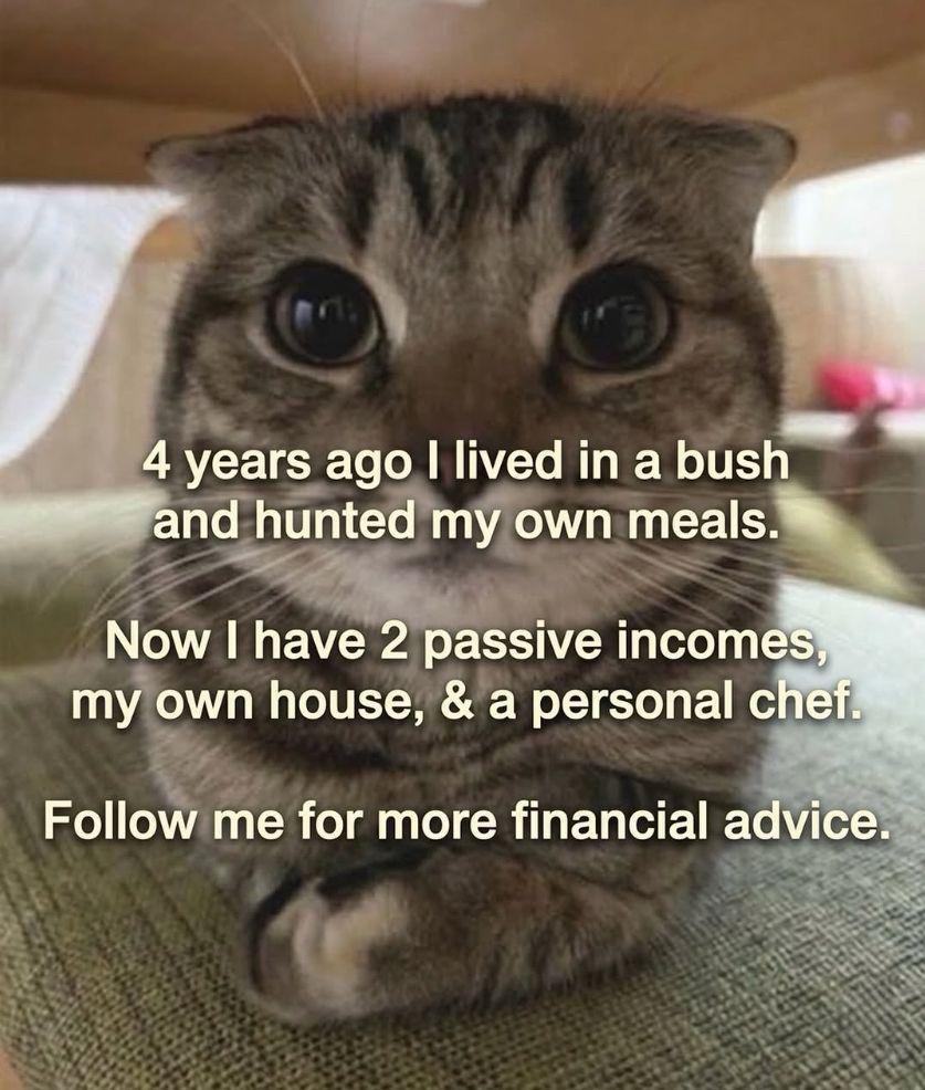 Photo of a cute tabby with short ears loafing underneath a table with its front paws crossed. Text on the screen is: 4 years ago I lived in a bush and hunted my own meals.  Now I have 2 passive incomes, my own house, & a personal chef. Follow me for more financial advice.