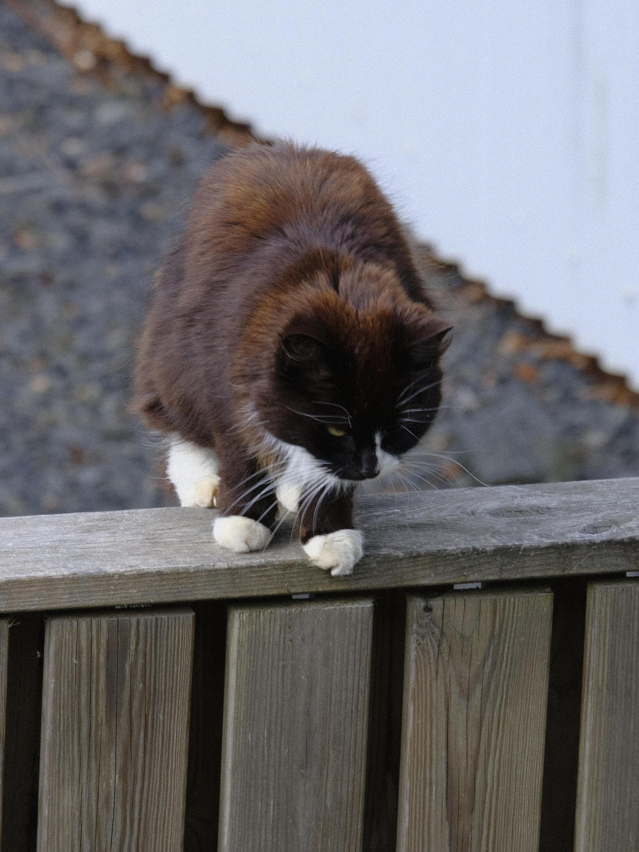 Lukka, a black and white "tuxedo" patterned cat on a fence looking very intent.