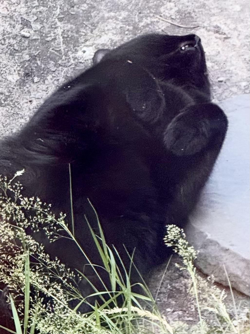 Close up on a cat sleeping on his back with paws on the air