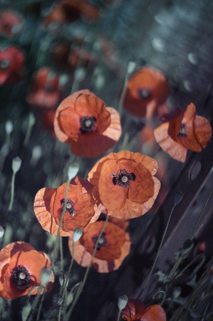 A bunch of poppy flowers in a sandy ditch near a demolished building. A steel beam visible on the right edge of the image. Very desaturated colours, looking old.