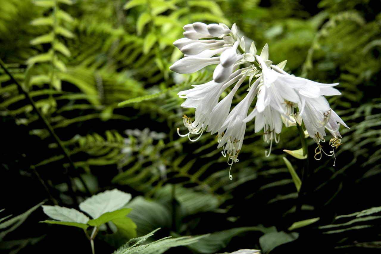 薄暗い場所でいろいろな植物の葉の手前で咲いている白いギボウシ。根本に近い部分はつぼみが多め。/ 2026.07.11 京都府立植物園・植物生態園から