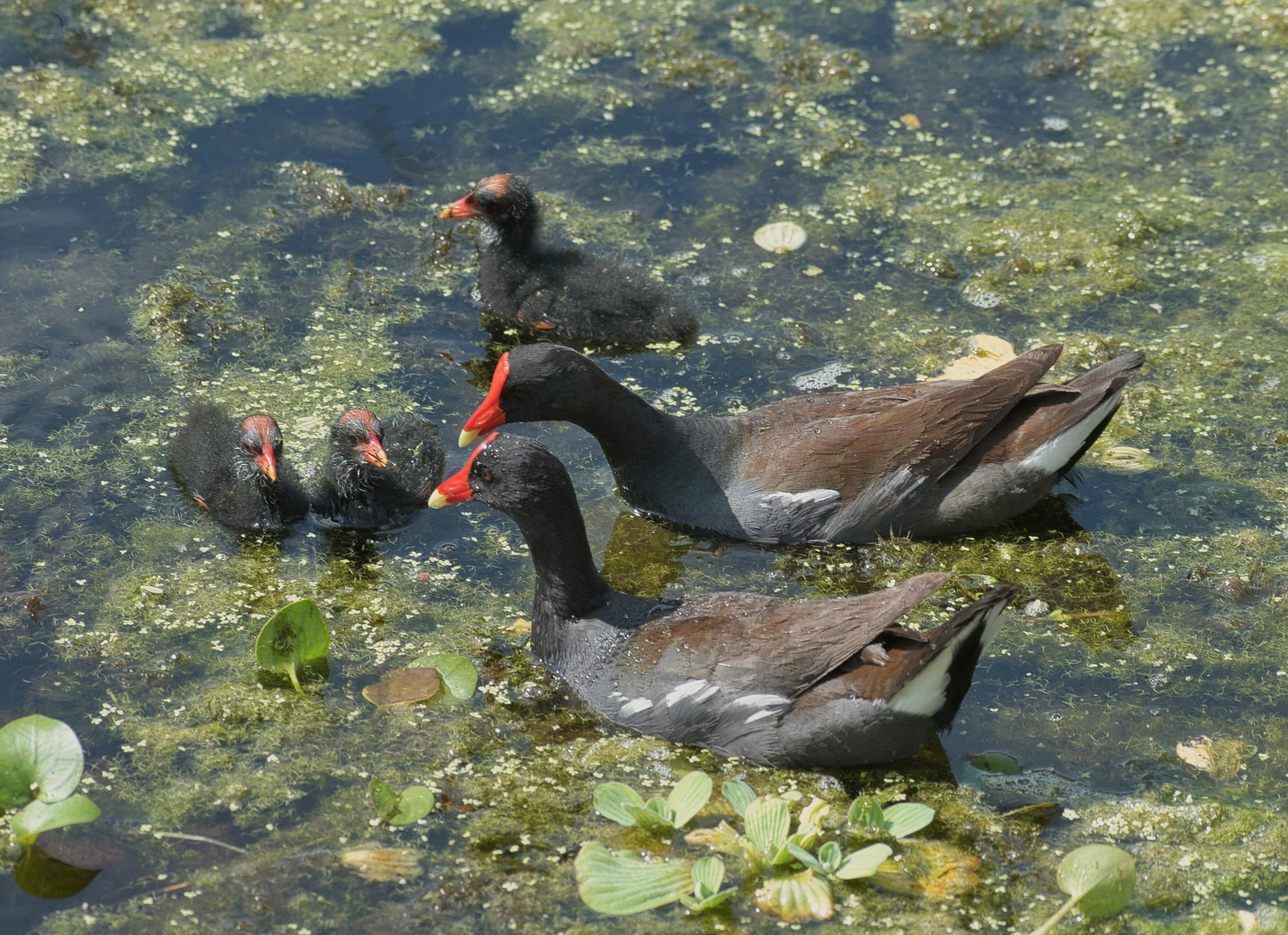 A pair of Common Gallinue with three chicks swimming among algae and duckweed. The adults have dark gray head and necks, light gray sides with light brown backs and tails. They have striking orange beaks with yellow at the tip. The chicks are covered in black down and have orange beaks.
