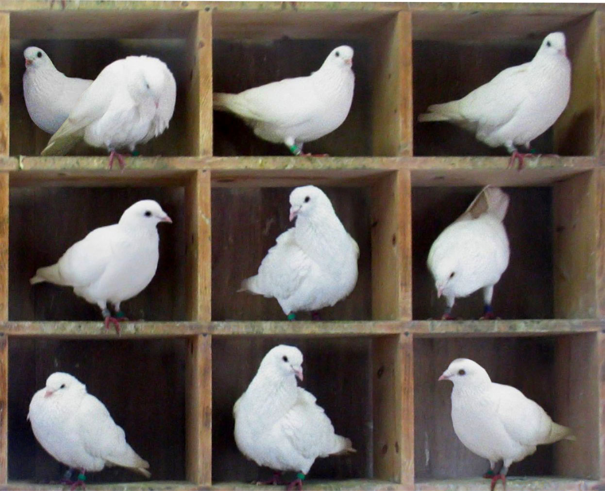 An edited image of pigeons in roosting/nesting boxes (in a 3x3 grid).  There are n = 10 pigeons in m = 9 holes. Since 10 is greater than 9, the pigeonhole principle says that at least one hole has more than one pigeon. (The top left hole has 2 pigeons.) Source and license: https://en.wikipedia.org/wiki/File:TooManyPigeons.jpg