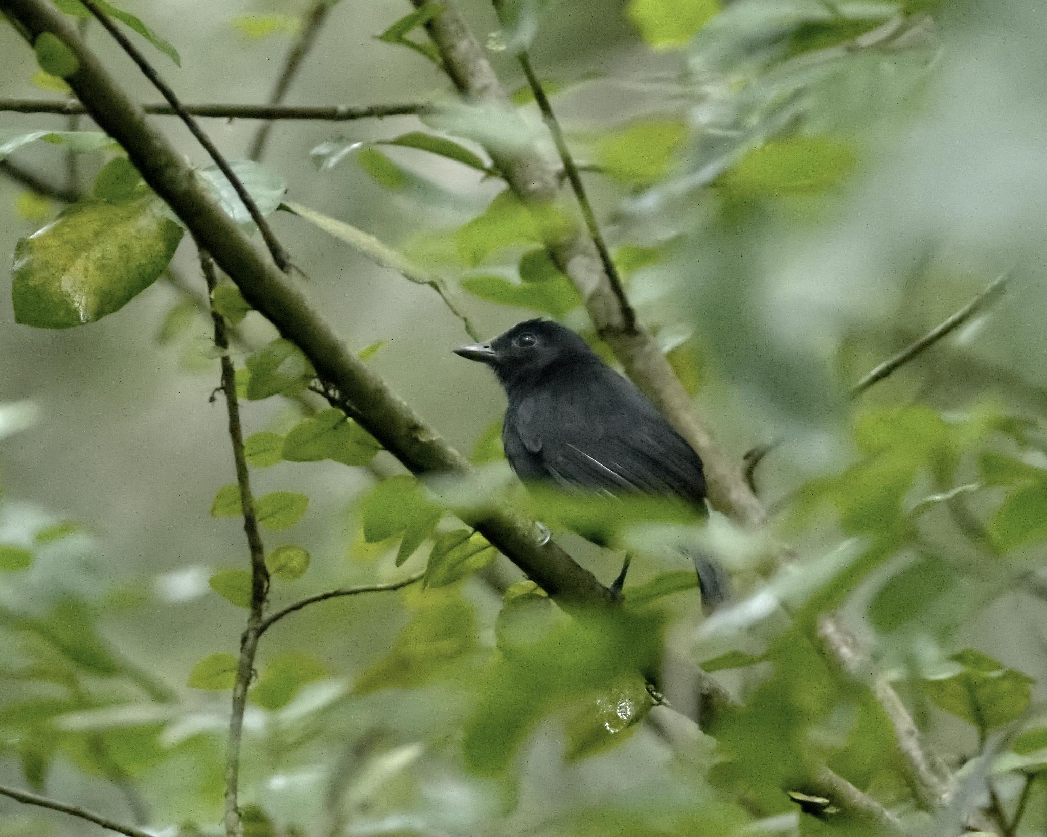 A coal black bird loiters among relatively heavy forest greenery.  This is a Cocha Antshrike male, we were not lucky enough to spot the female.  Sani, Ecuador.  Photo by Peachfront.  An Ecuador endemic or near-endemic that can be hard to find but this one was singing.