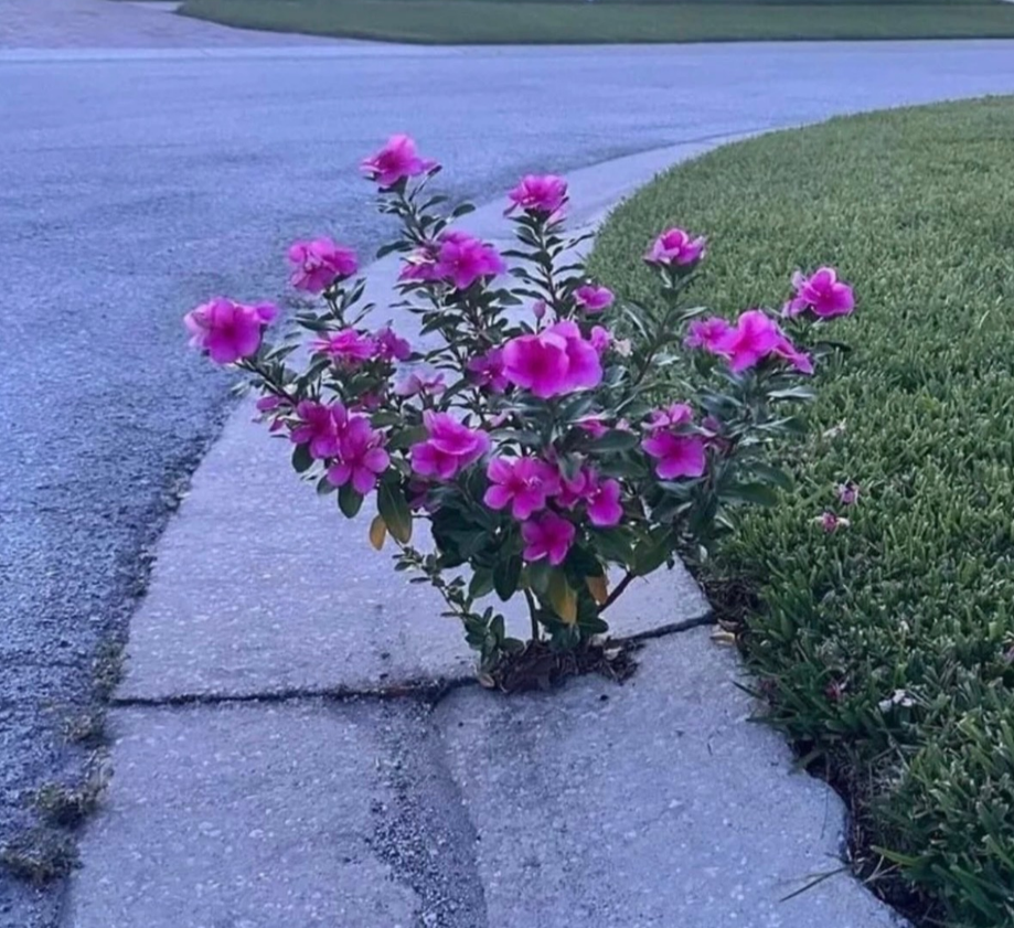 A pink floral bush maybe 2 feet high growing out of a  rack in an otherwise barren grey concrete pavement