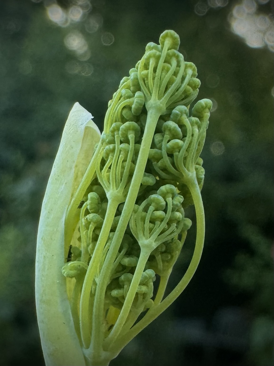 Green bundle of tiny unopened flowers up close.