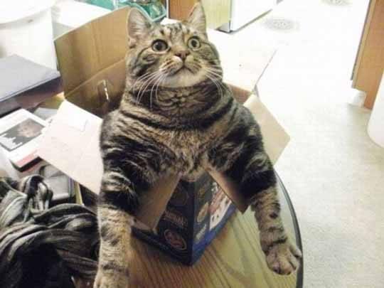 Photo of a silly tabby cat sitting in a small box and looking up while its arms dangle out in a goofy manner, like the kitty is showing off its guns (arm muscles)