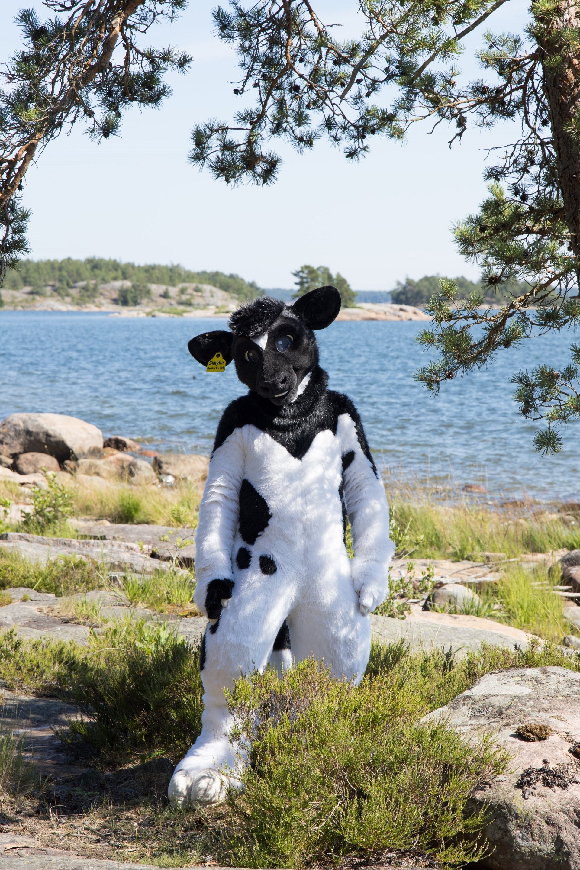 Black and white bovine standing under the shadow of a pine tree on a sunny day. The Baltic Sea can be seen in the background, and there is a rocky sea shore with green plants.