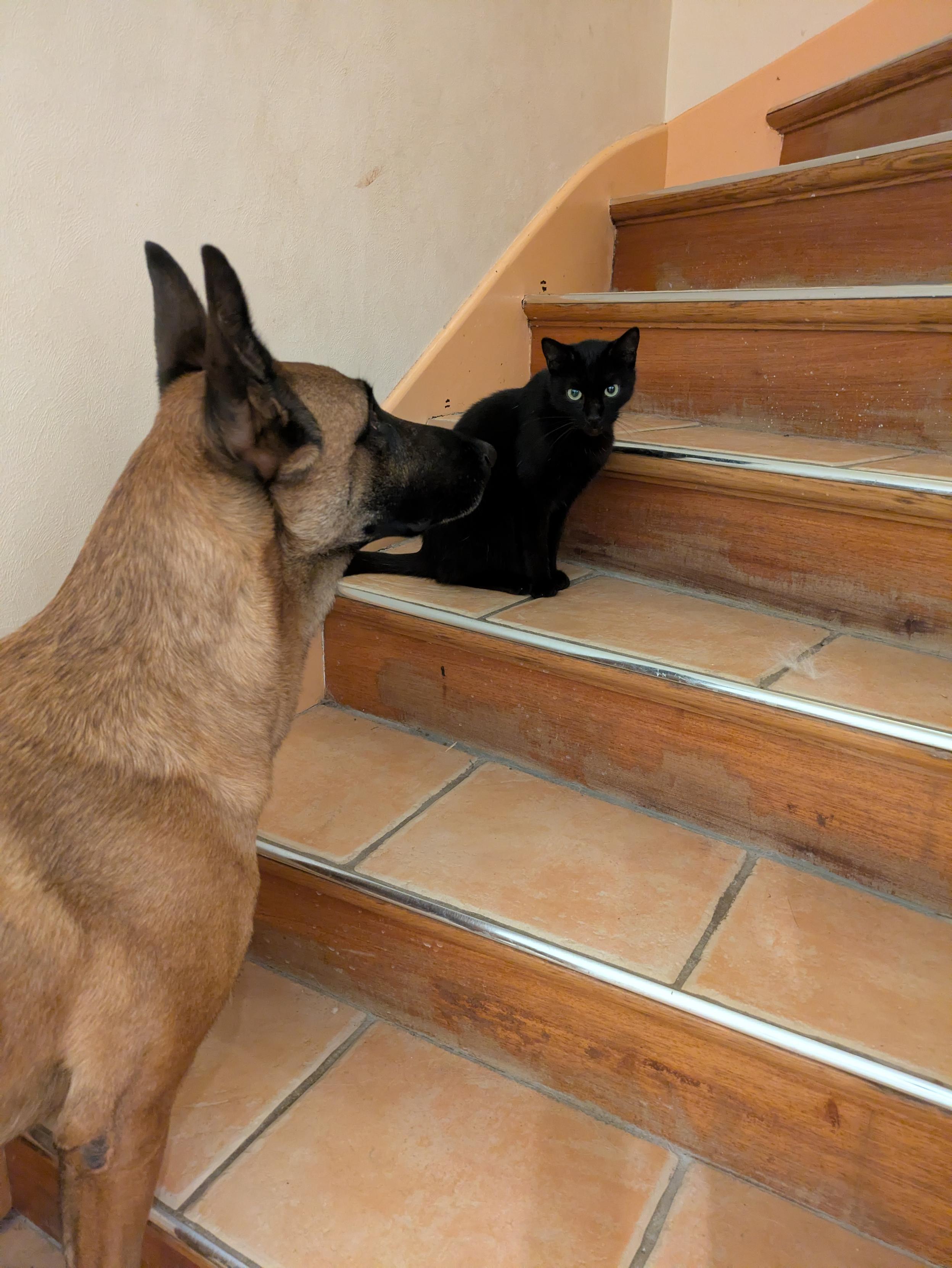 Tanos, a tan Malinois, sits alert on a step while Haru, a small black cat, rests calmly on the step above, looking off to the side. Both are settled and at ease.