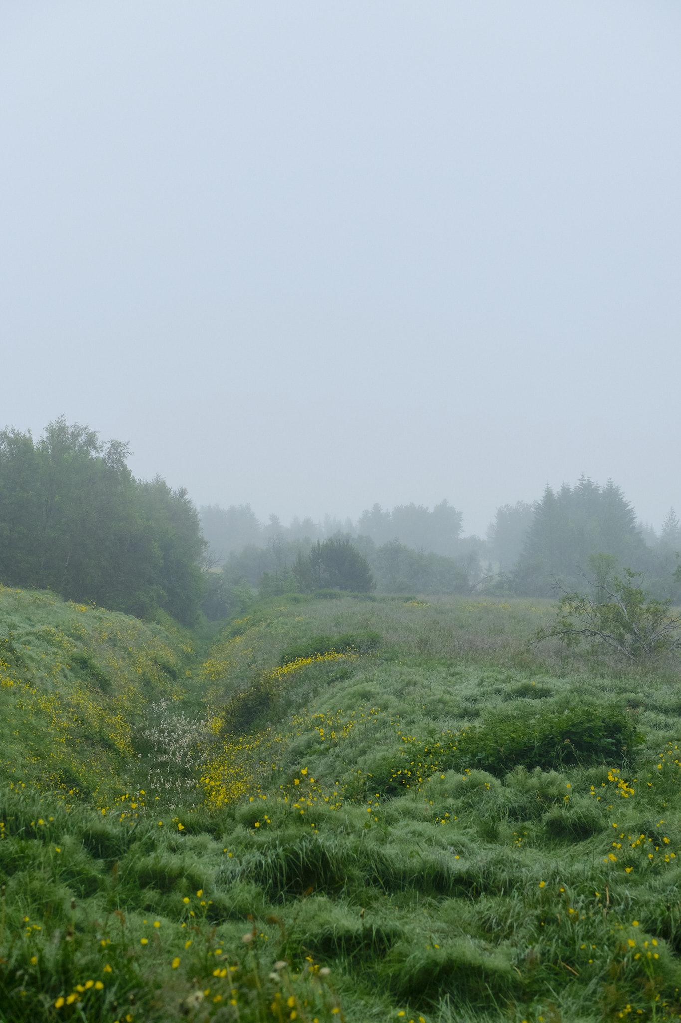A ditch in a green pasture. A bit of mist lies over everything. Yellow buttercup flowers have overgrown the ditch