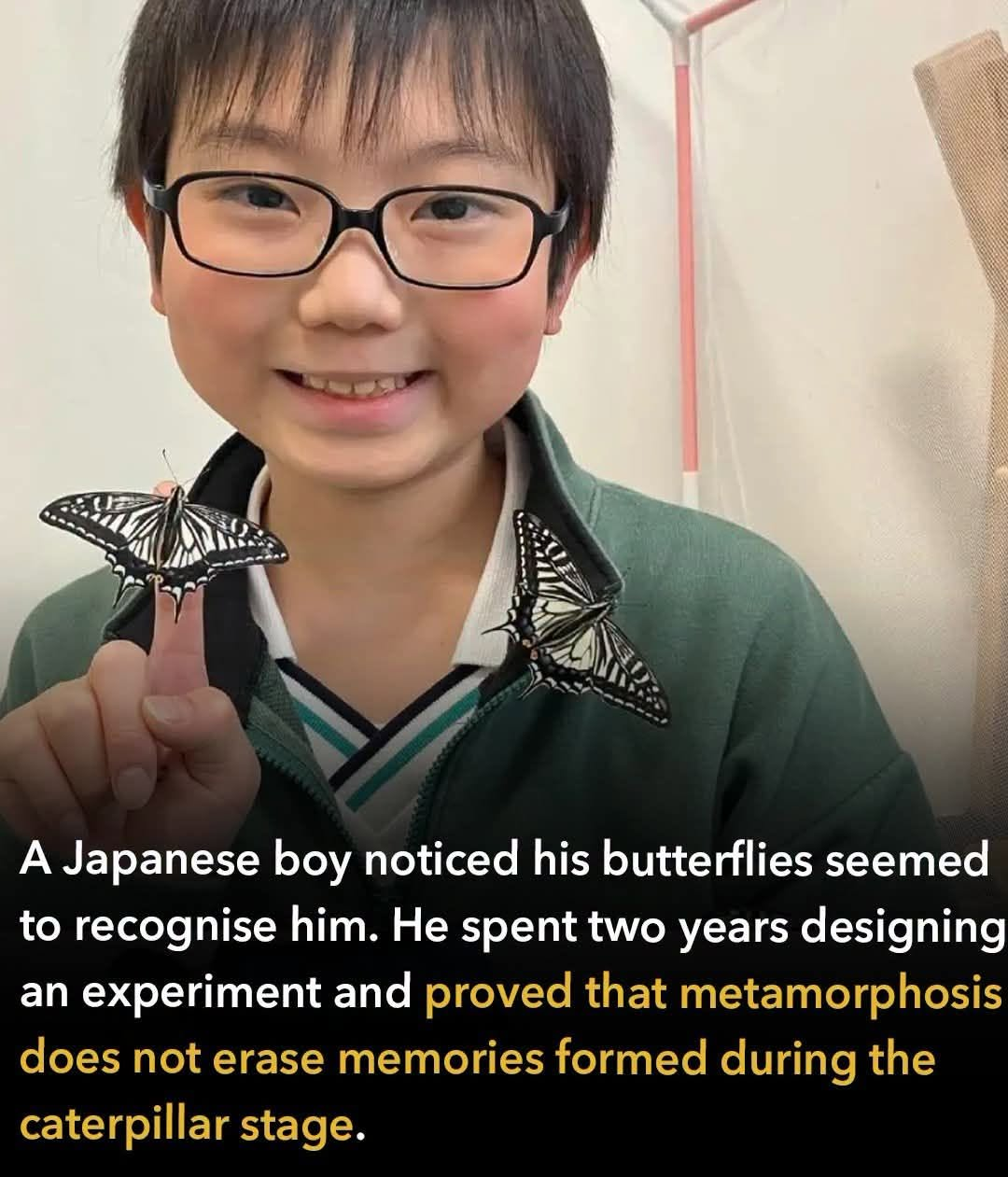Photo of a smiling boy holding two black and white-coloured butterflies  A Japanese boy noticed his butterflies seemed to recognise him. He spent two years designing an experiment and proved that metamorphosis does not erase memories formed during the caterpillar stage.