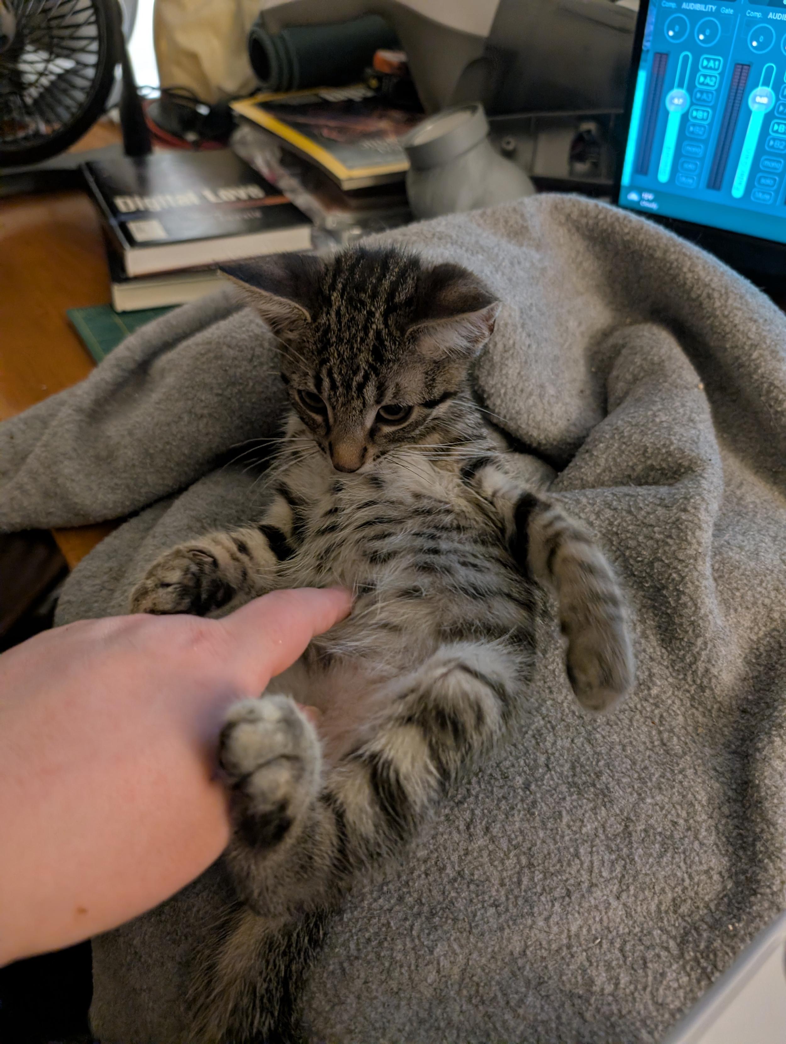 Tiny tabby kitten lying on his back on a grey blanket on a table looking at a person's finger poking his cute belly