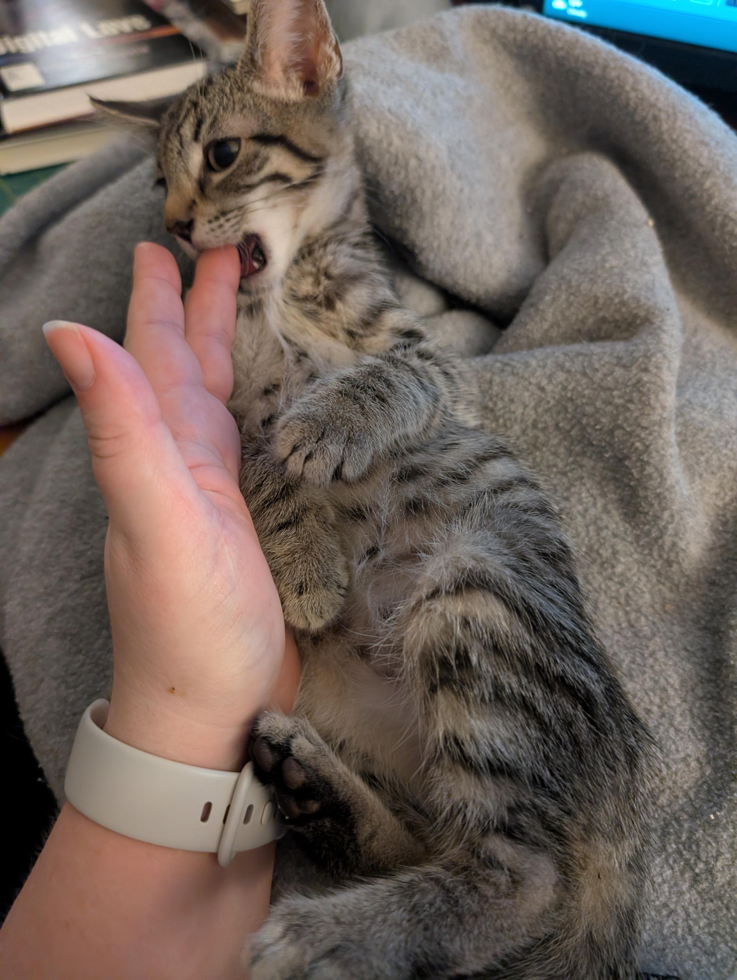 The same tiny tabby but now he is biting one of the persons fingers
