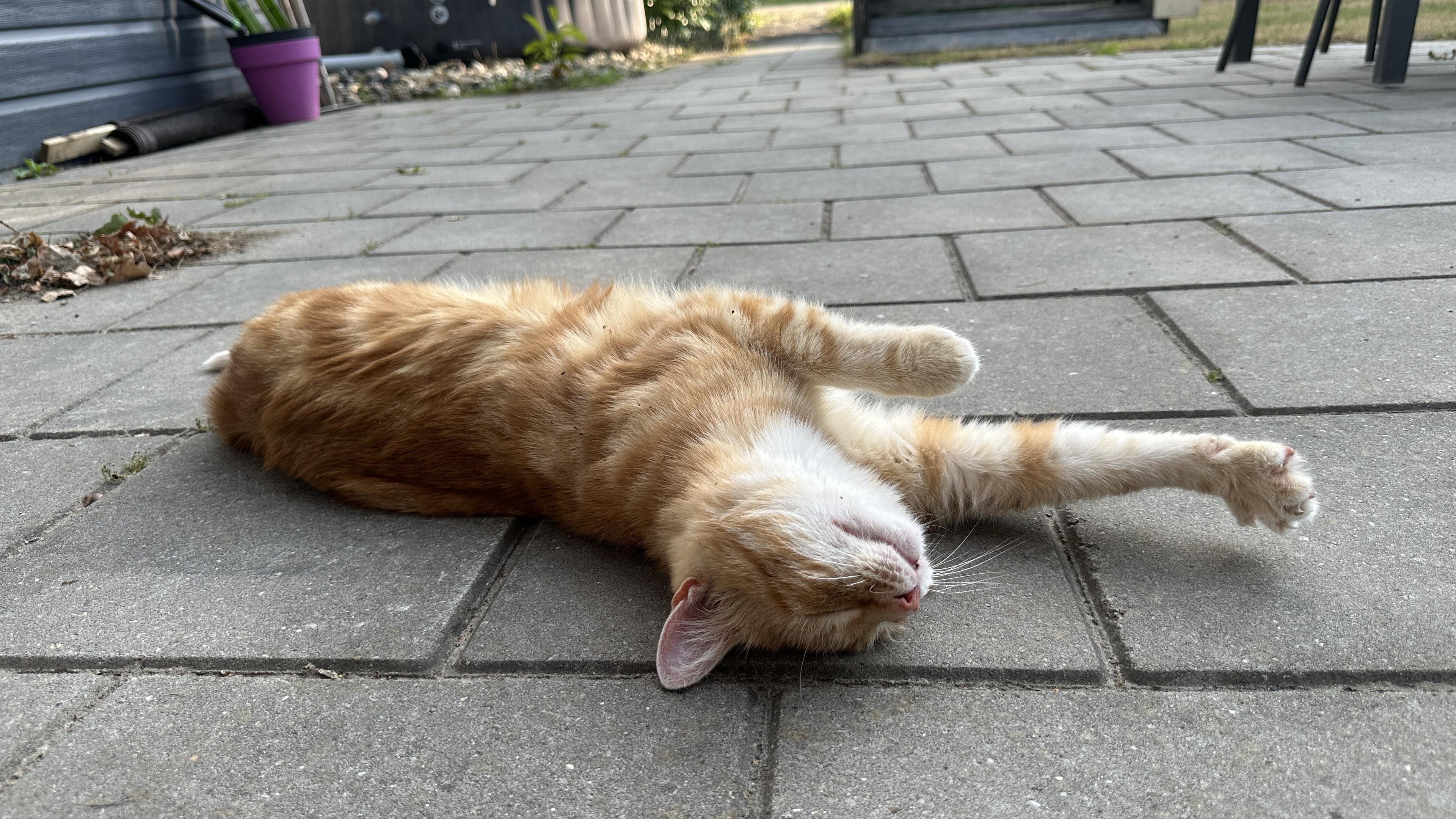 Washy the cat rolling laughing over the floor in the garden