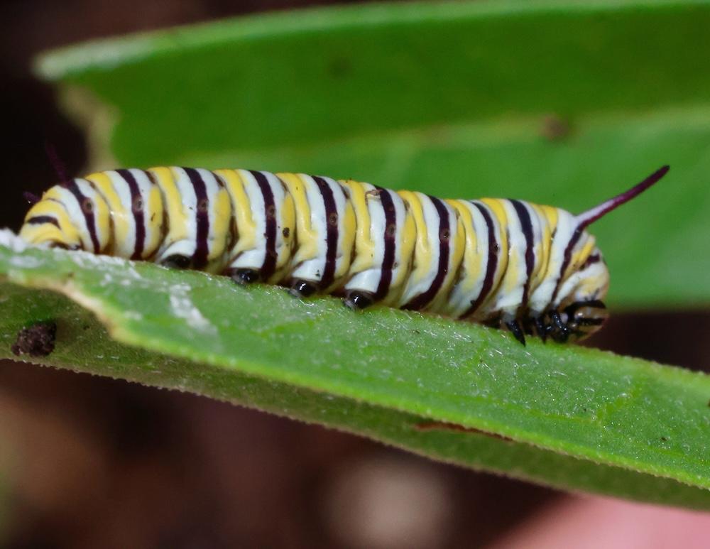 monarch caterpillar