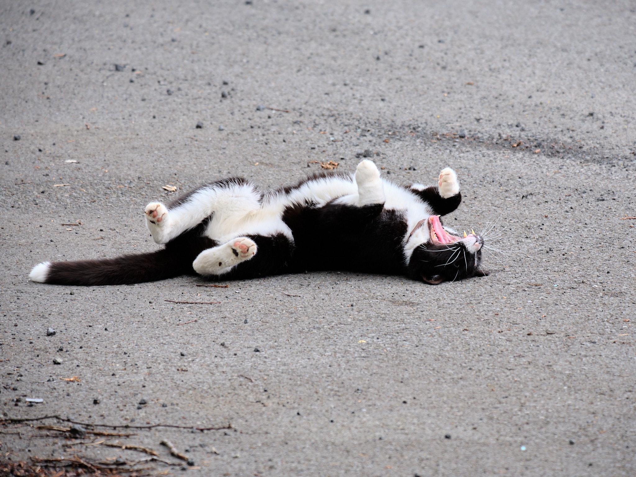 A cat stretching out on its back on asphalt and yawning.