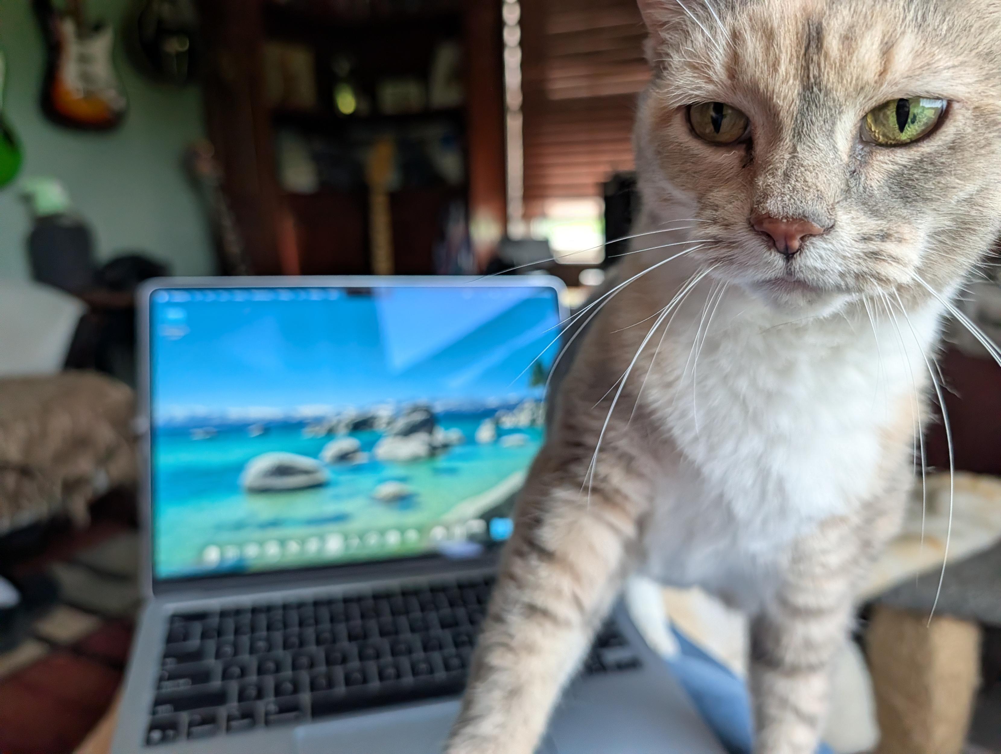 Picture of my cat Sugar physically interposing herself between me and my laptop. Petting first. Working later.