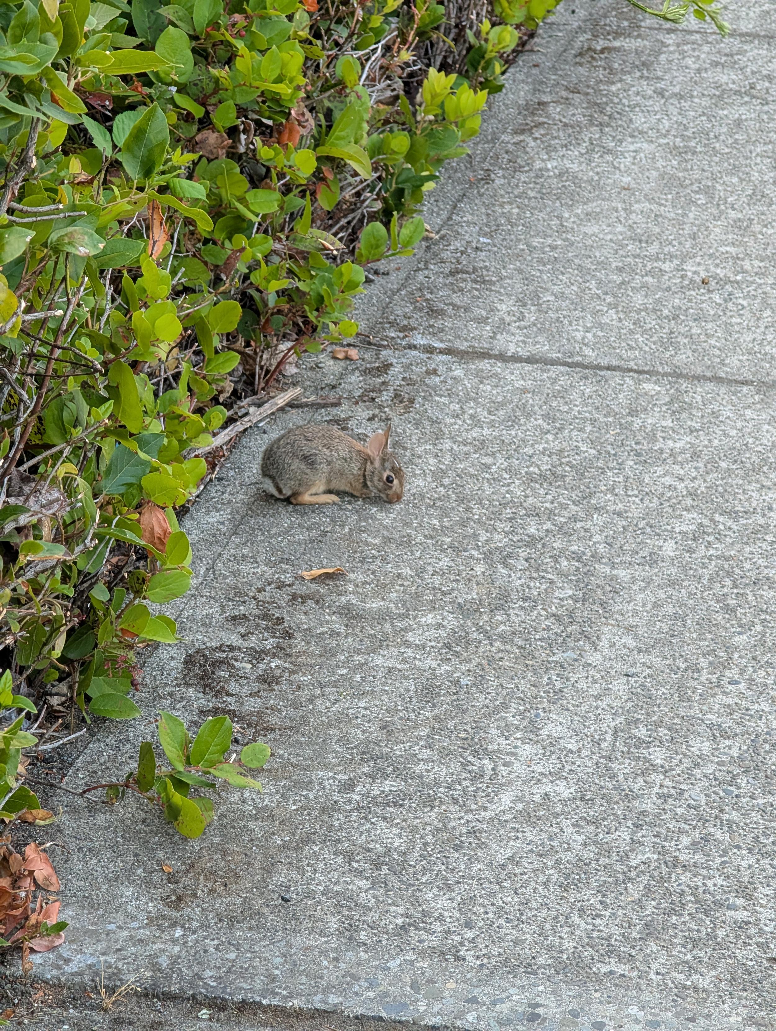 Very small brown rabbit on the sidewalk