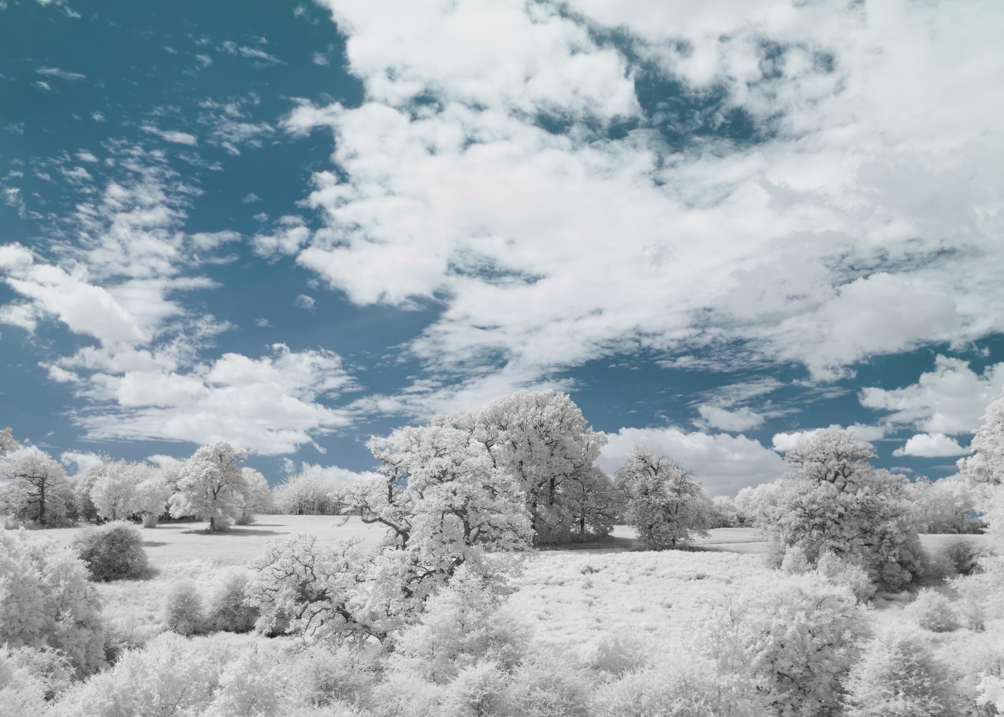 a photo of a landscape. a sloped hill full of trees, topped by blue sky. all leaves are bright white. a surreal scene