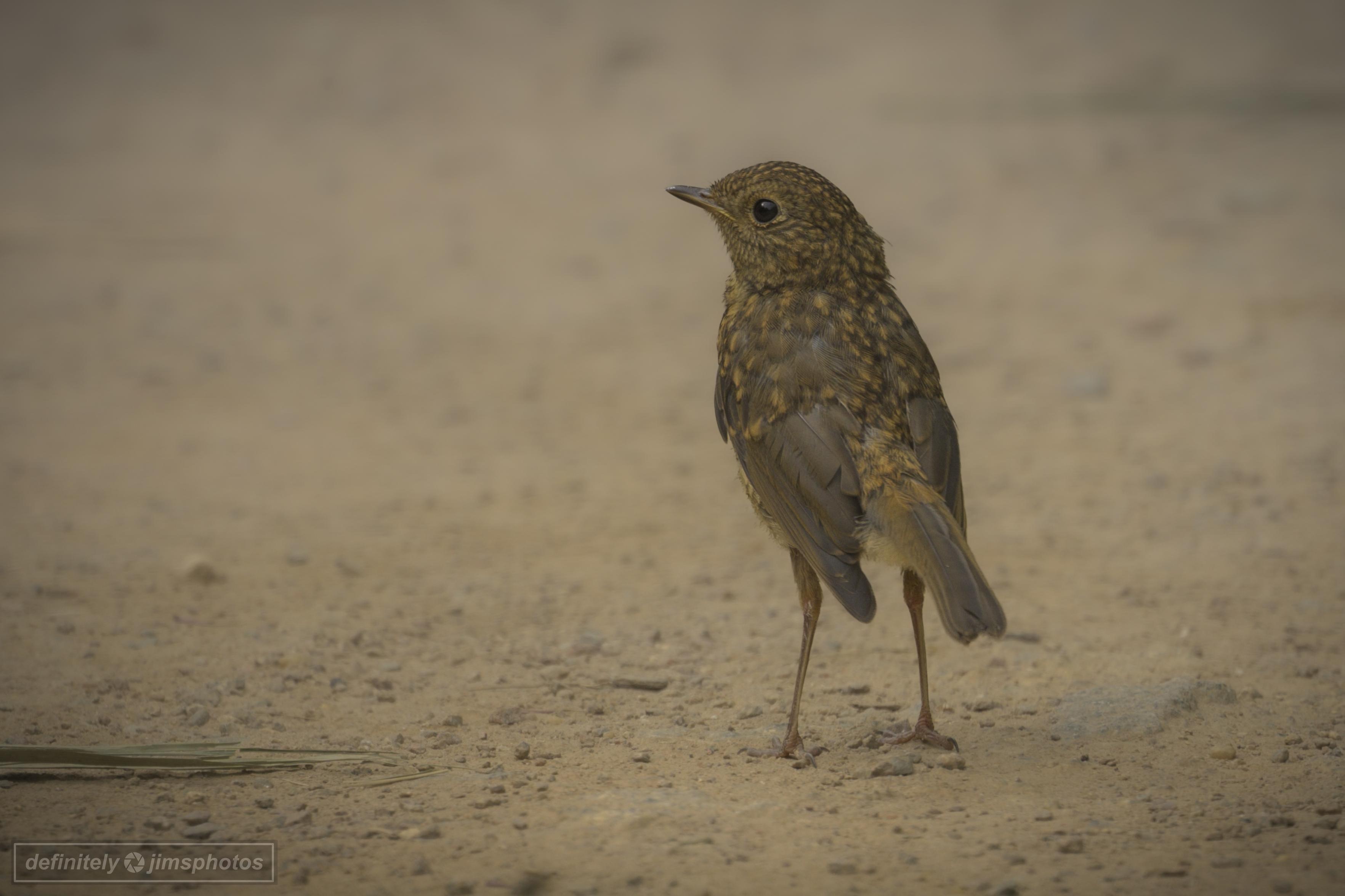 a small brown bird stood on a dusty path